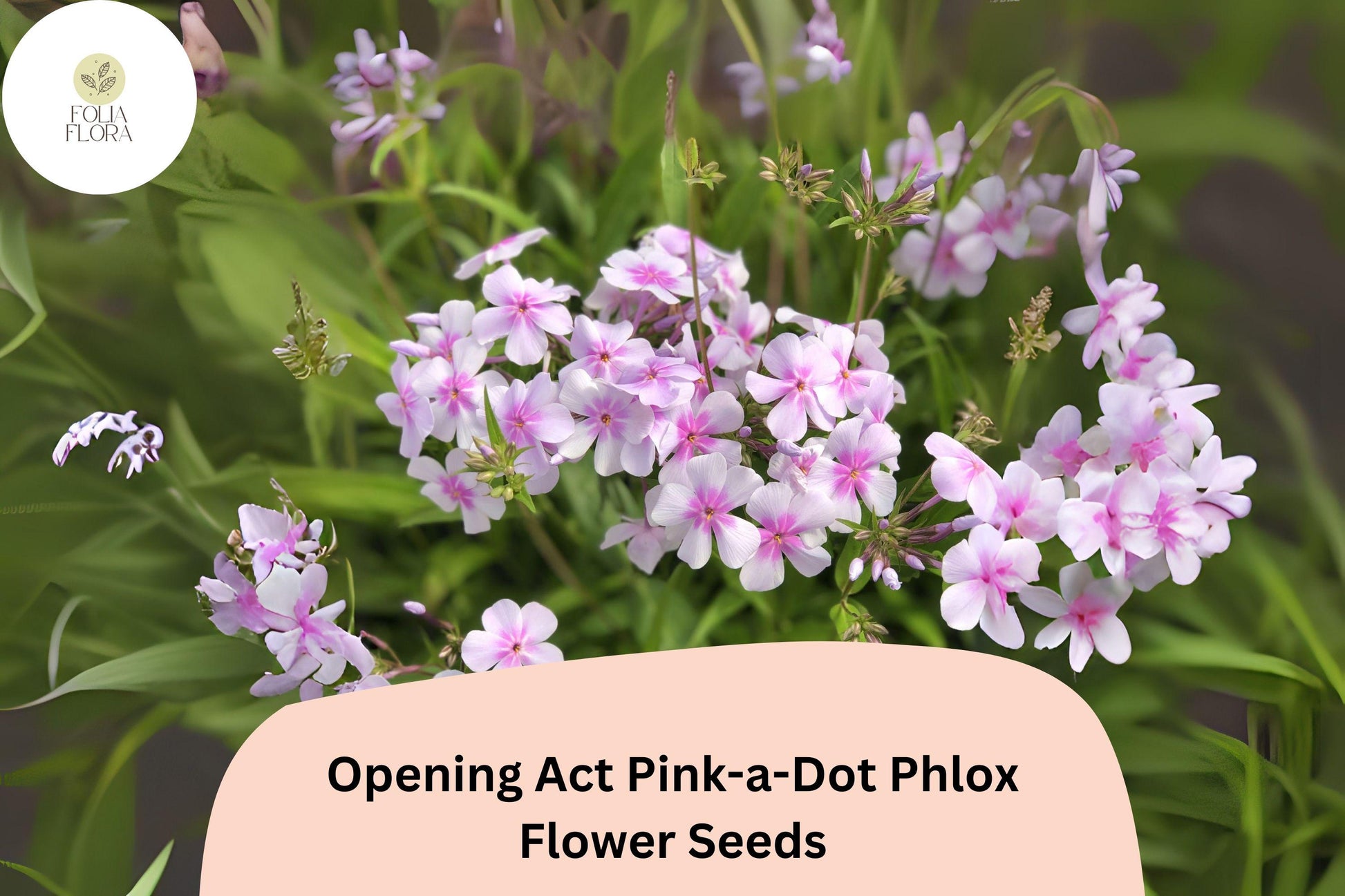 Opening Act Pink-a-Dot Phlox Seeds – 100+ Non-GMO Soft Pink Garden Flower Seeds (Phlox paniculata) for Perennial Blooms