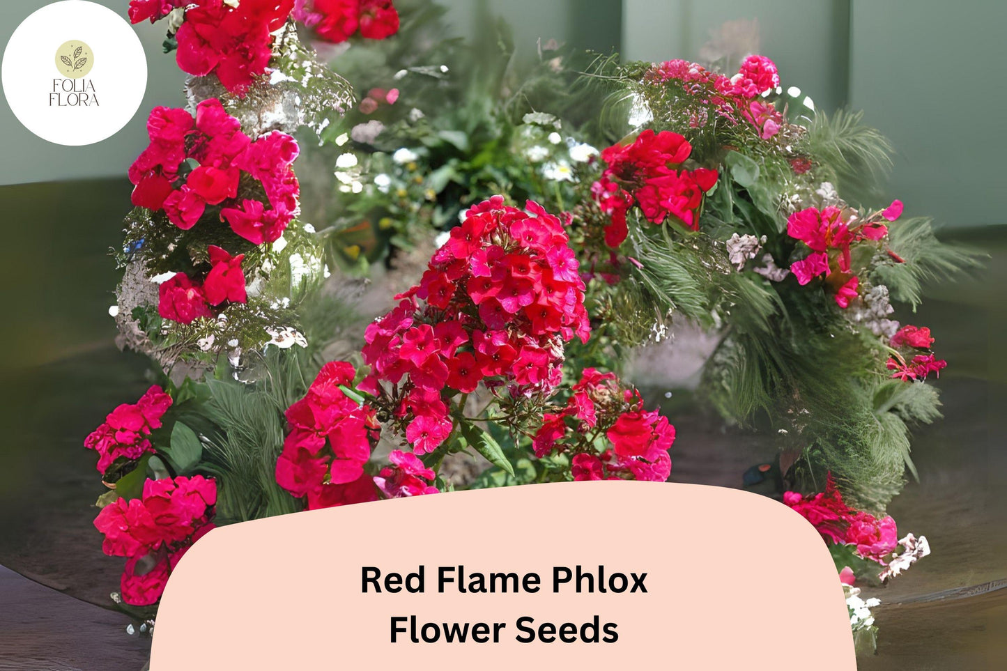 Red Flame Phlox Seeds - 100+ Non-GMO Seeds - Vibrant Red Blooms - Phlox paniculata - Perennial Flower for Pollinator Gardens