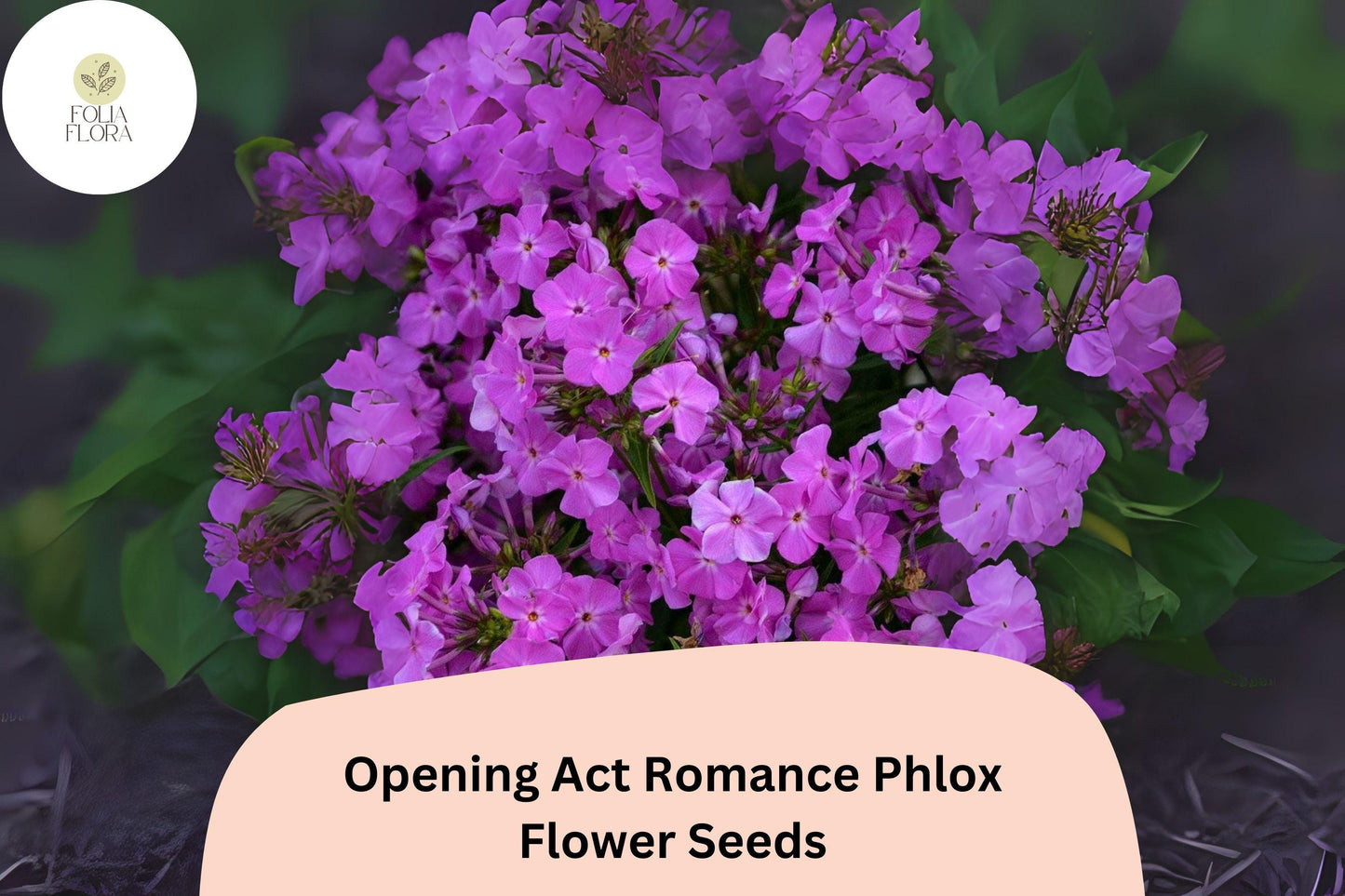 Purple Romance Phlox Seeds - 100+ Premium Seeds - Early Blooming Perennial Flower (Phlox paniculata hybrid)