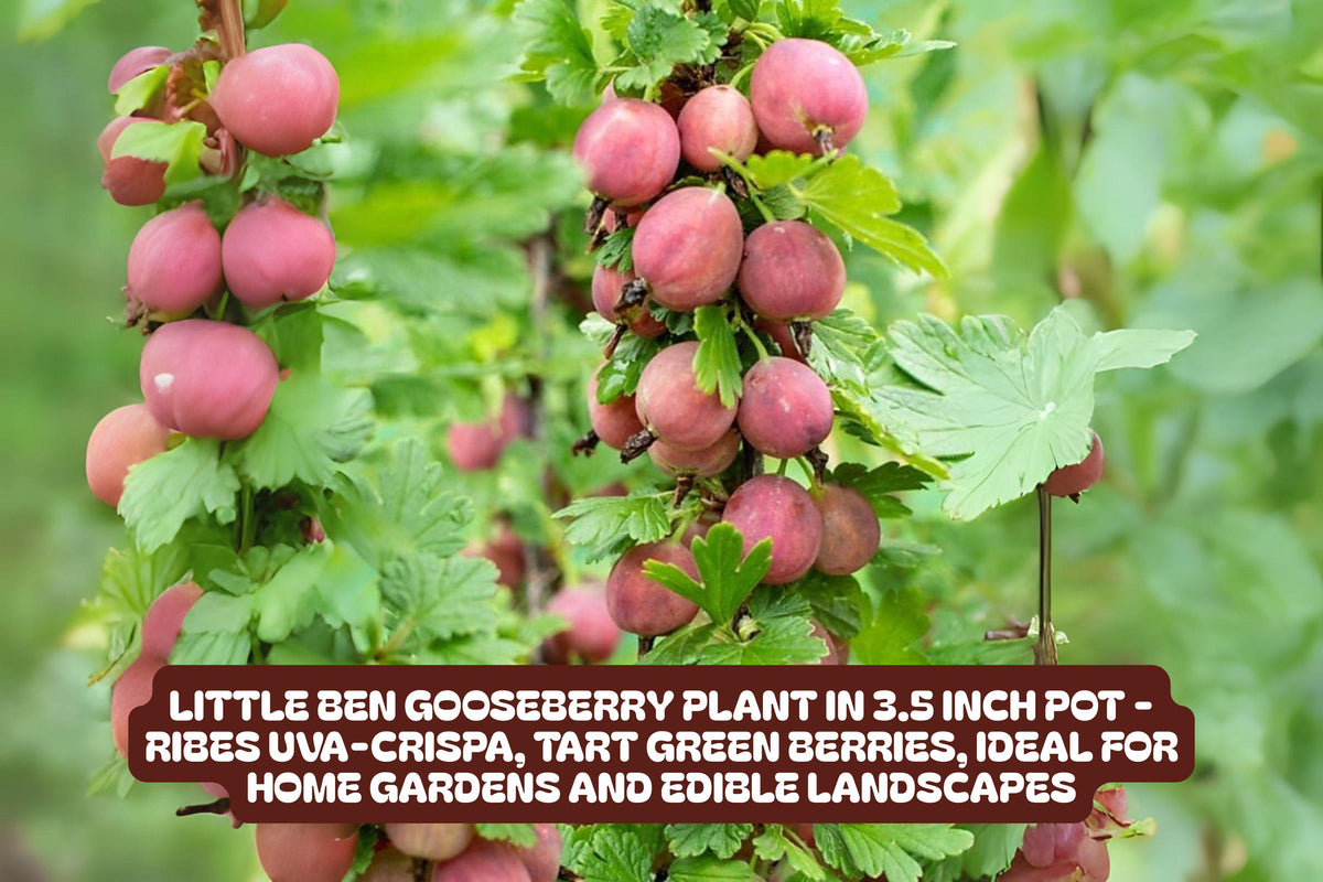 Little Ben Gooseberry Plant - Compact Edible Shrub in 3.5 Inch Pot - Ribes uva-crispa 'Little Ben' for Small Gardens & Containers