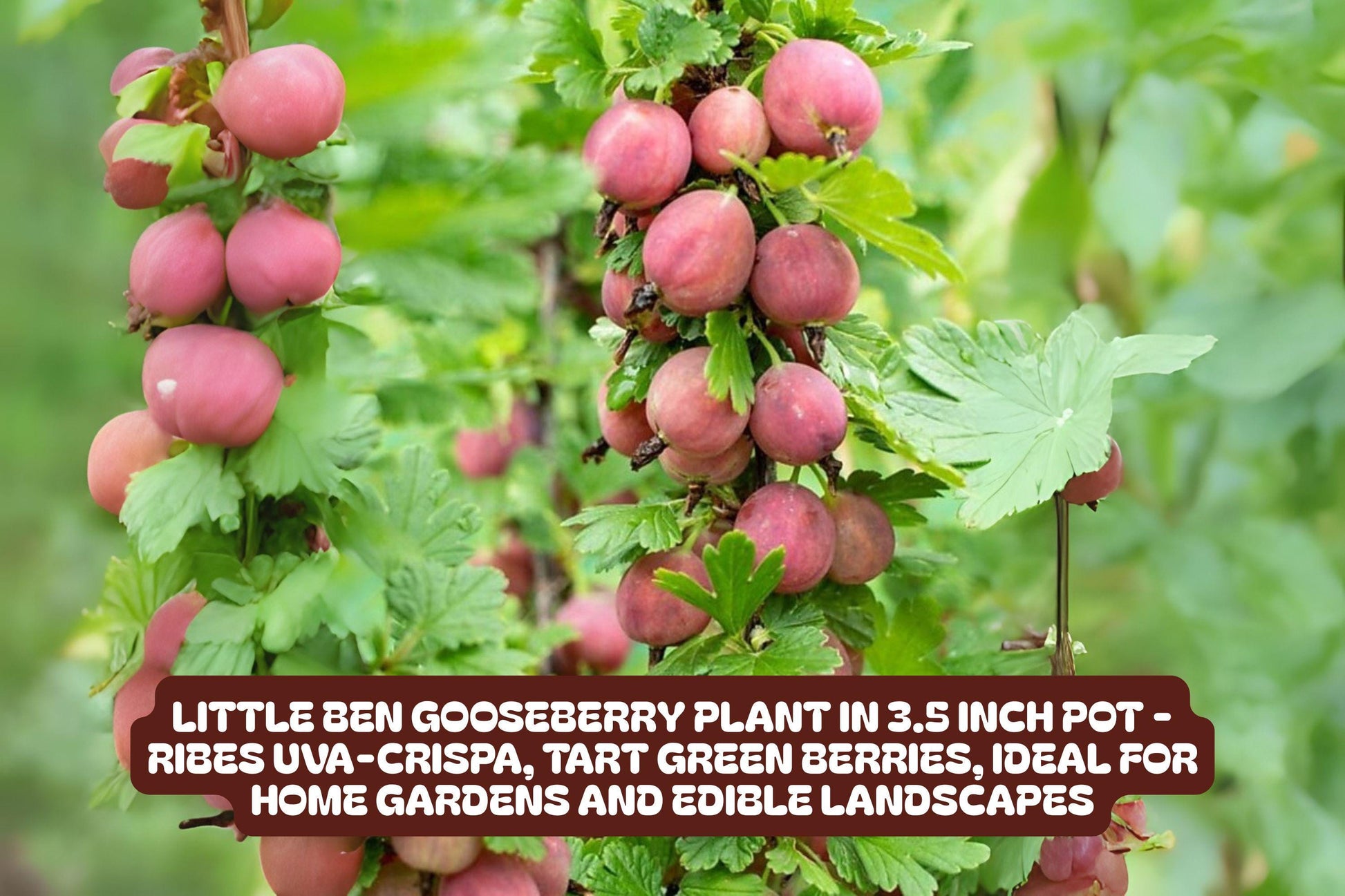 Little Ben Gooseberry Plant - 3.5 Inch Pot - Compact Edible Landscape - Ribes uva-crispa 'Little Ben' - Perfect for Containers