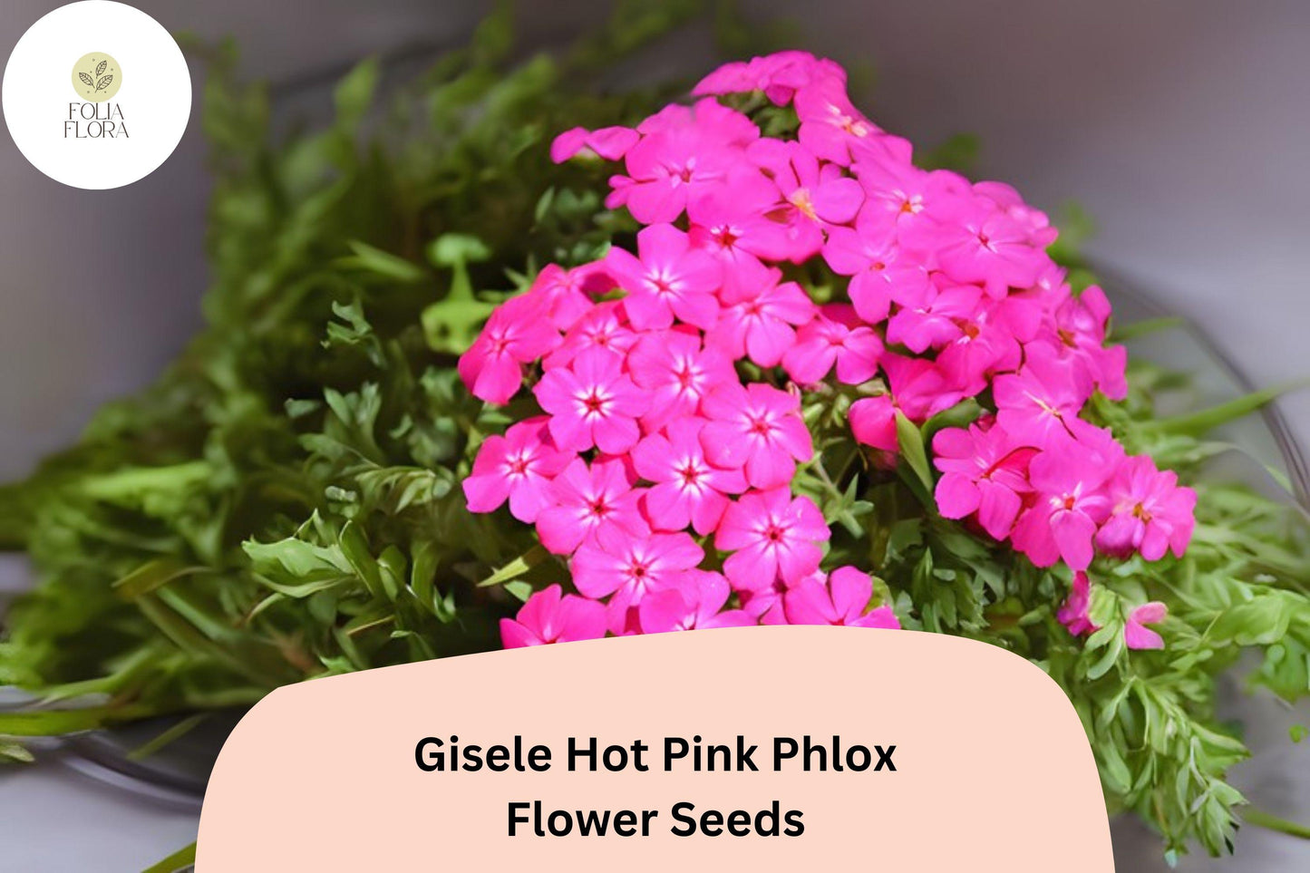 Gisele Hot Pink Phlox Seeds - 100+ Non-GMO Annual Flower Seeds (Phlox drummondii) for Vibrant Garden Blooms