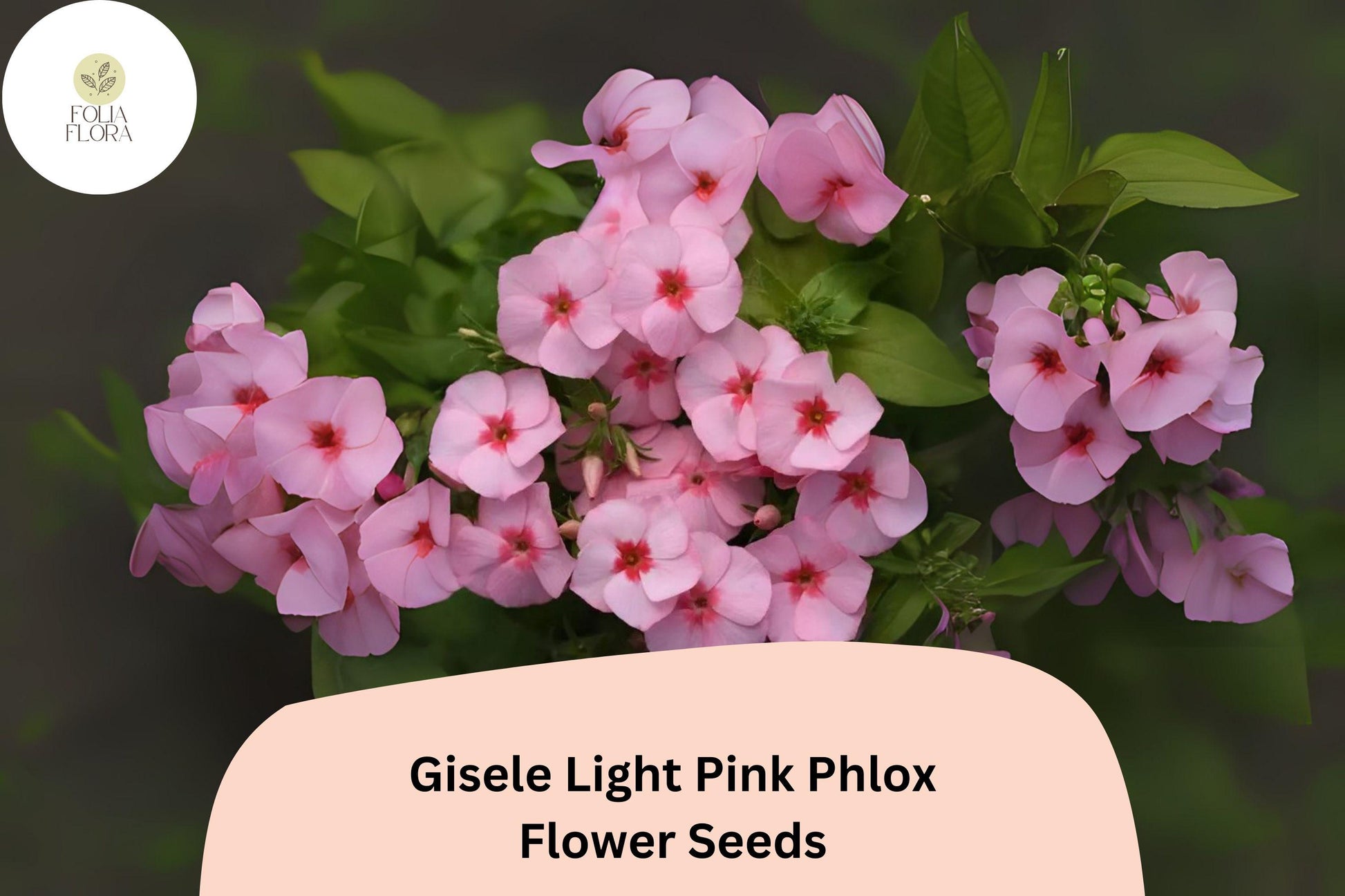 Gisele Light Pink Phlox Seeds - 100+ Fast-Growing Annual Flowers - Phlox drummondii Hybrid - Attracts Butterflies & Pollinators