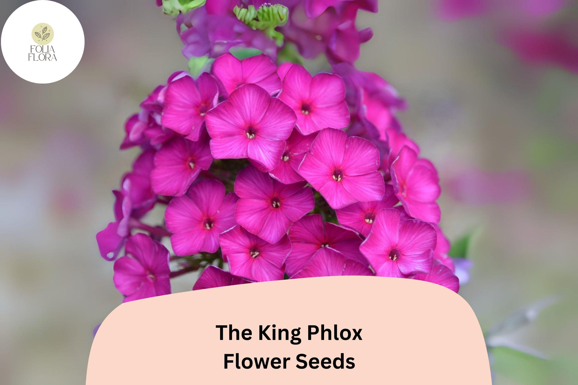 The King Phlox Seeds - 100+ Pink Annual Garden Flowers - Phlox drummondii - Attracts Butterflies, Easy to Grow, Non-GMO