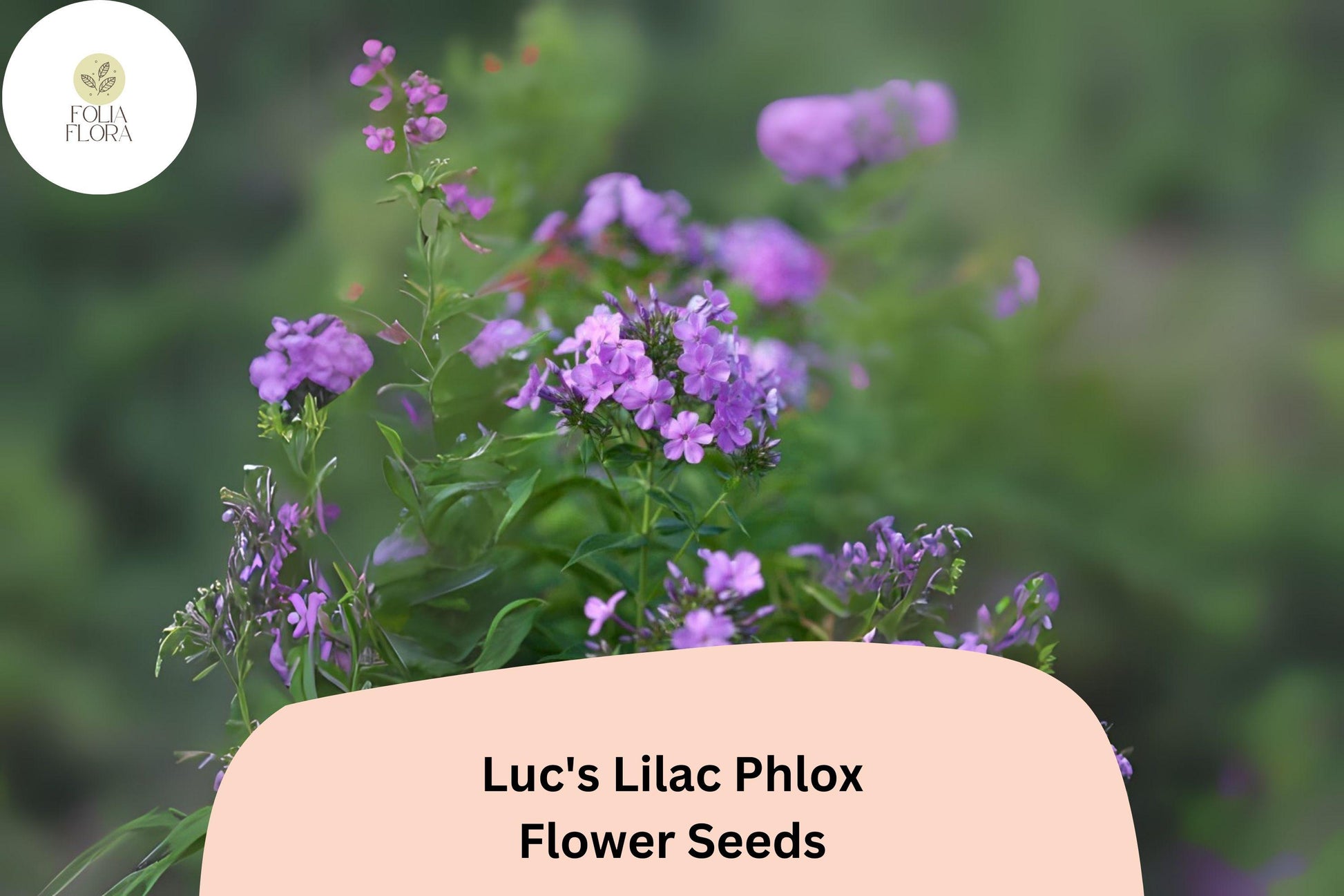 Luc's Lilac Phlox Seeds - 100+ Annual Garden Flower Seeds - Phlox drummondii - Soft Lilac to Lavender Blooms for Borders & Containers