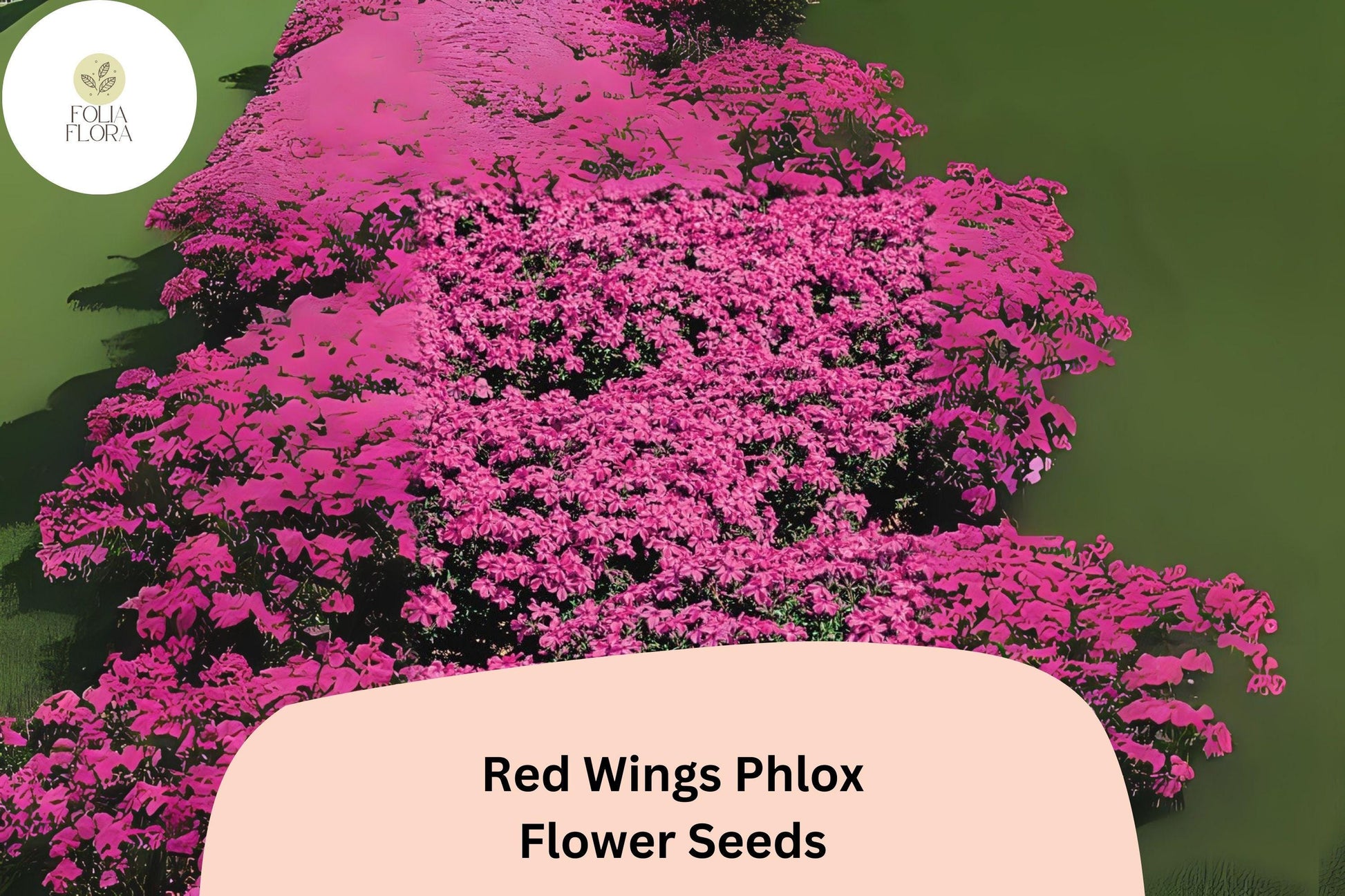 100+ Red Wings Creeping Phlox Seeds - Groundcover Flowers, Vivid Red Blooms, Phlox subulata - Hardy Perennial for Sunny Gardens