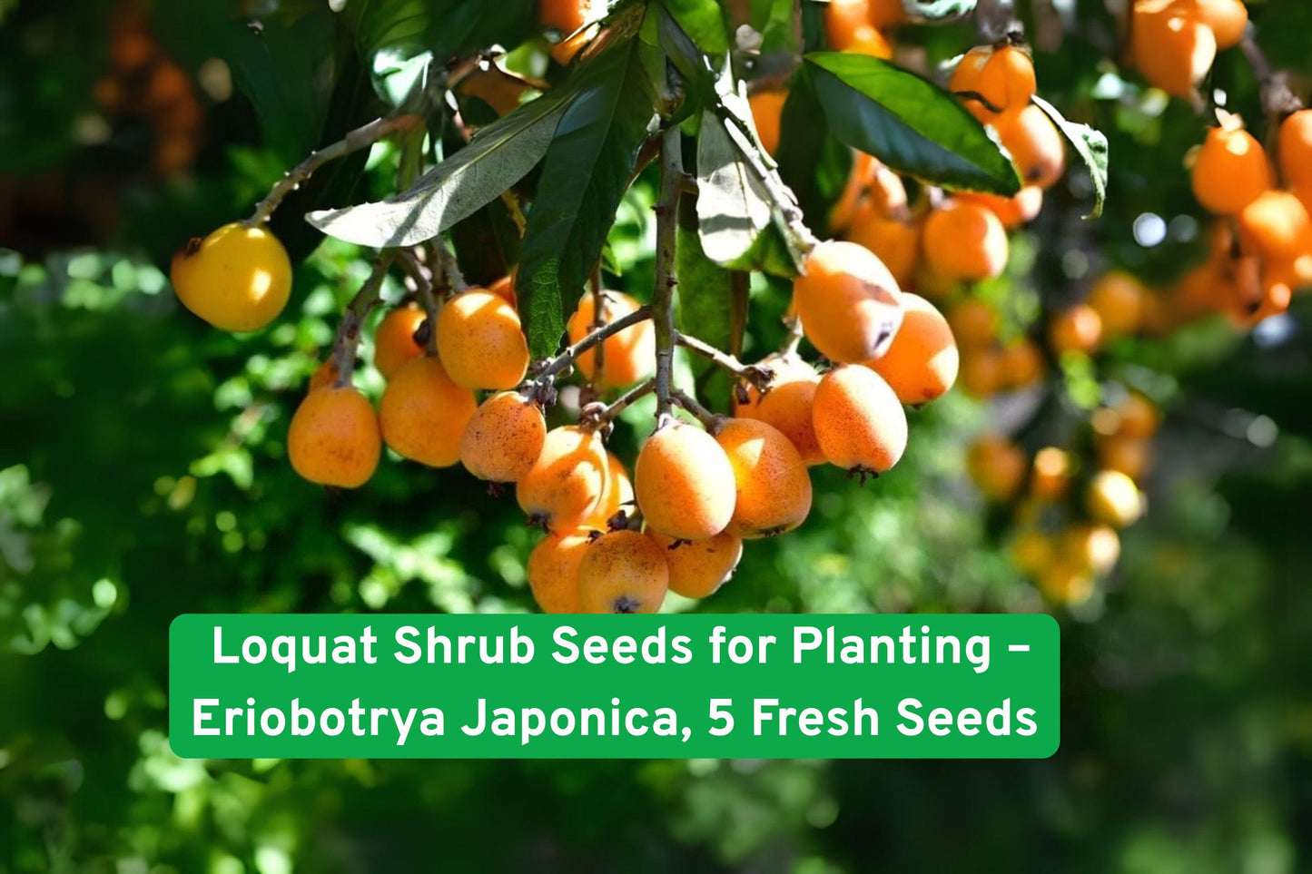 Loquat Seeds (5 Pack) - Eriobotrya japonica Tropical Fruit Shrub for Edible Gardens, Container Gardening, and Landscaping