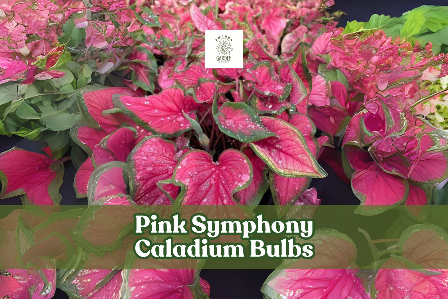 Pink Symphony Caladium Bulbs - 10 Live Fancy Leaf Tubers - Caladium bicolor ‘Pink Symphony’ - Tropical Foliage for Shade Gardens