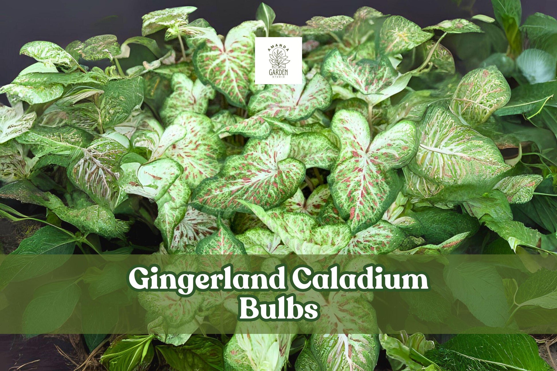 Gingerland Caladium Bulbs - 2 Live Fancy Leaf Elephant Ears, Caladium bicolor 'Gingerland', Tropical Foliage for Shade Gardens