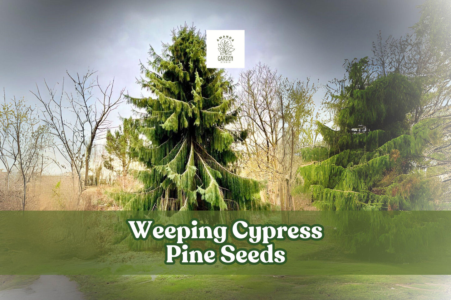 25 Weeping Cypress Pine Seeds - Hesperocyparis funebris - Ornamental Evergreen - Non-GMO - Ideal for Landscapes & Bonsai