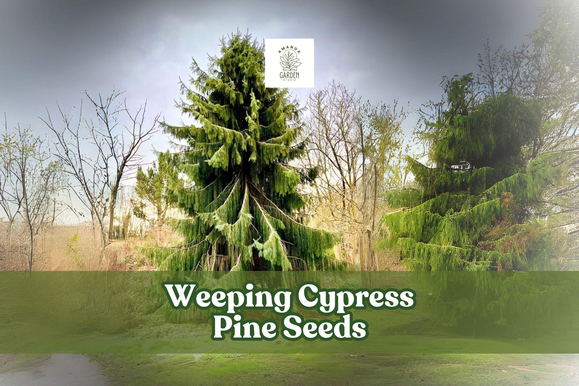 25 Weeping Cypress Pine Seeds - Hesperocyparis funebris - Ornamental Evergreen - Non-GMO - Ideal for Landscapes & Bonsai