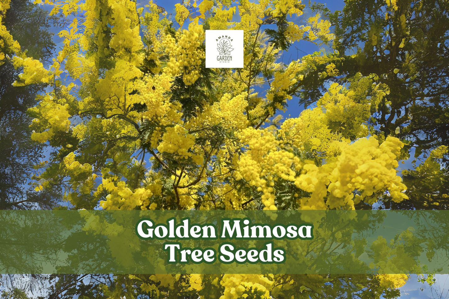 30 Golden Mimosa Tree Seeds - Acacia baileyana - Ornamental Yellow Flowering Tree - Fast Growing, Low Maintenance