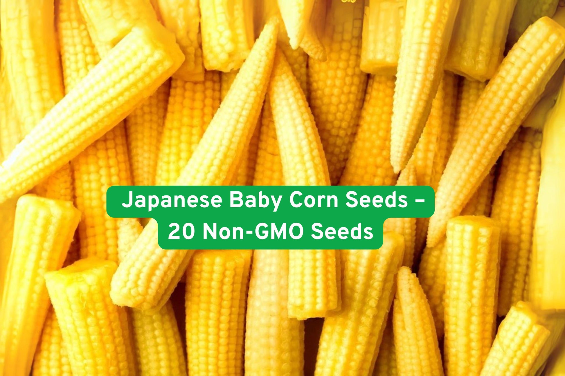 Japanese Baby Corn Seeds - 20 Non-GMO Sweet Mini Corn Seeds, Zea mays, Ideal for Salads and Stir-Fry, Easy to Grow