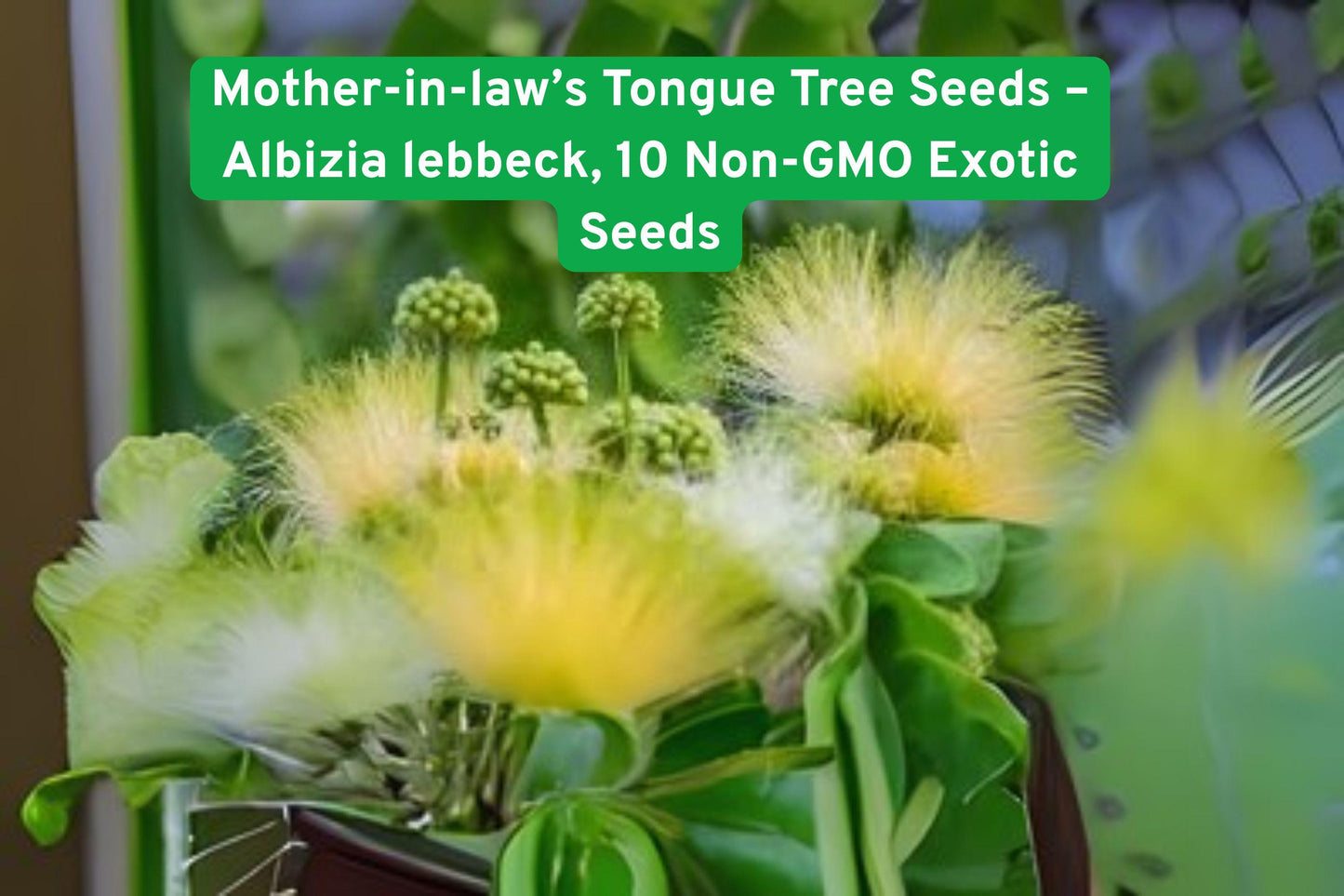 Albizia Lebbeck Tree Seeds - 10 Premium Non-GMO Seeds | Fast-Growing Tropical Shade Tree | Mother-in-law’s Tongue Tree