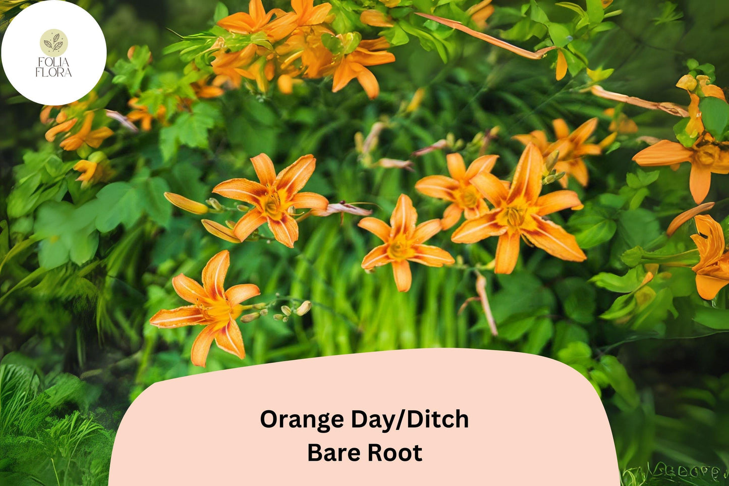 50 Bare Root Orange Daylily Plants | Hemerocallis fulva | Hardy Perennial for Garden Borders and Landscaping
