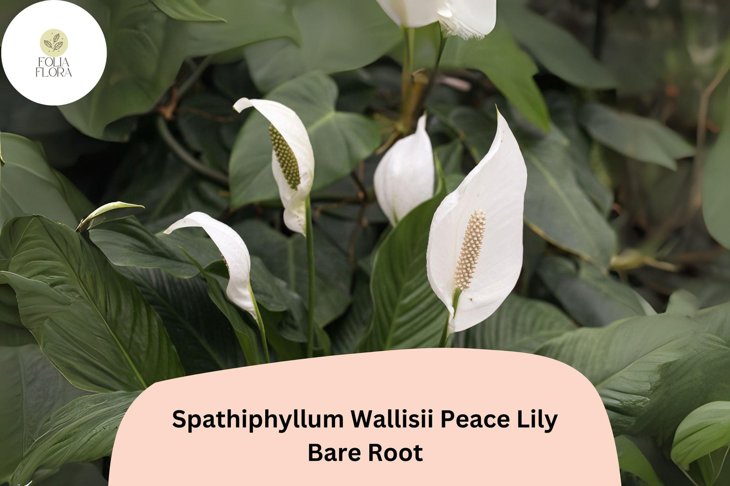 Peace Lily Plant 1 Live Bare Root White Flowers Spathiphyllum wallisii | Indoor Houseplant for Low Light