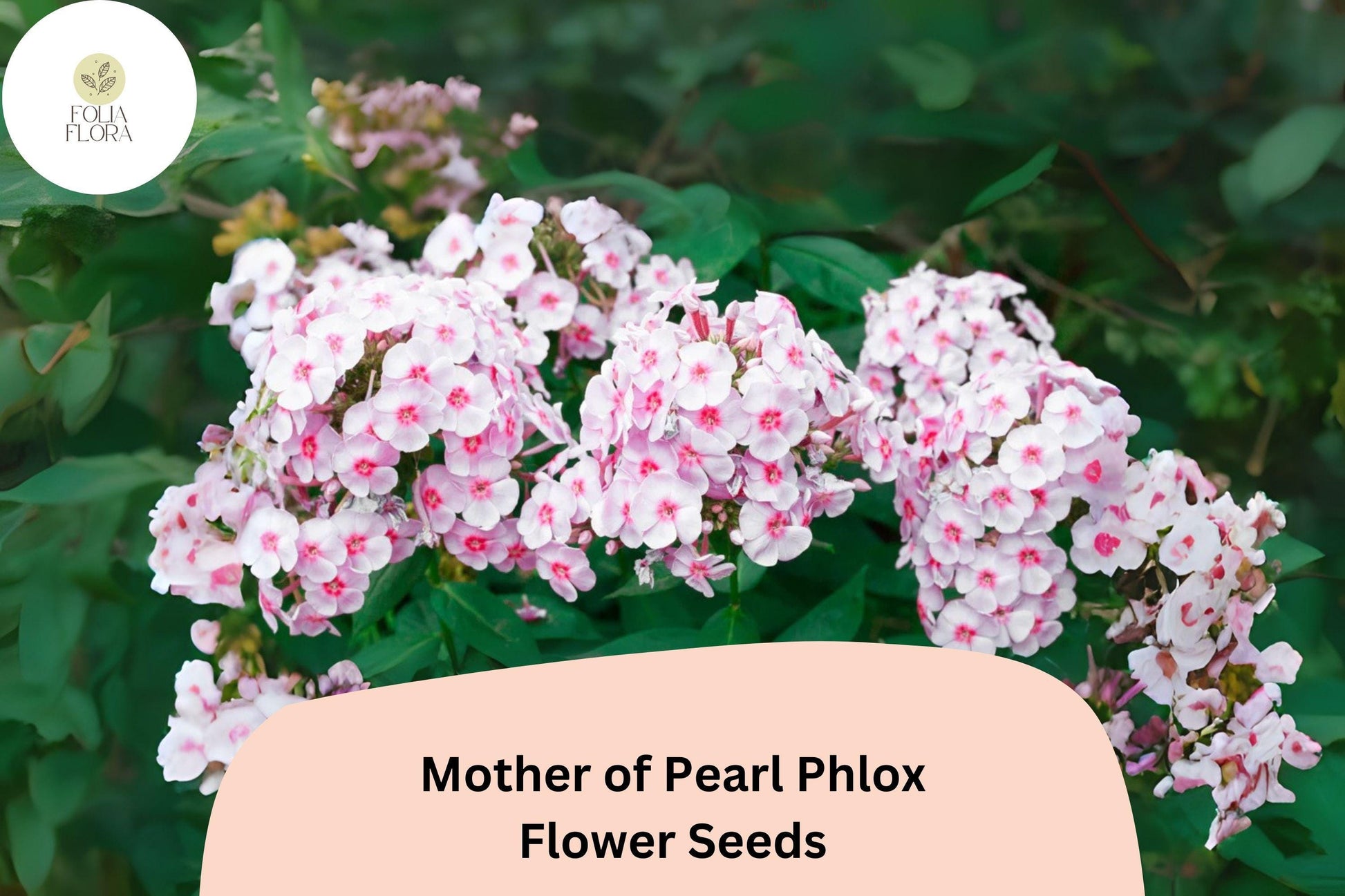 Mother of Pearl Phlox Seeds - 100+ Perennial Flower Seeds, White to Blush-Pink Blooms, Phlox paniculata, Pollinator-Friendly