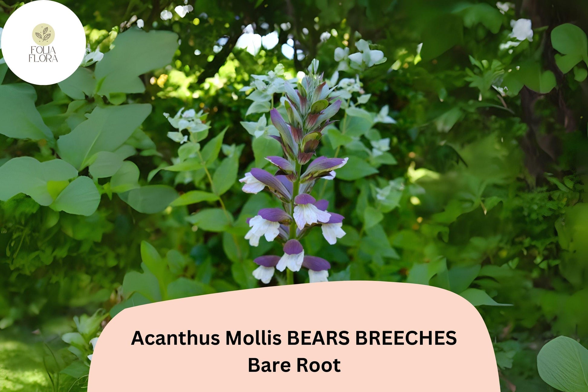 Acanthus mollis Bear's Breeches | 3 Live Plants | Purple White Flower Perennial | Hardy Garden Plants