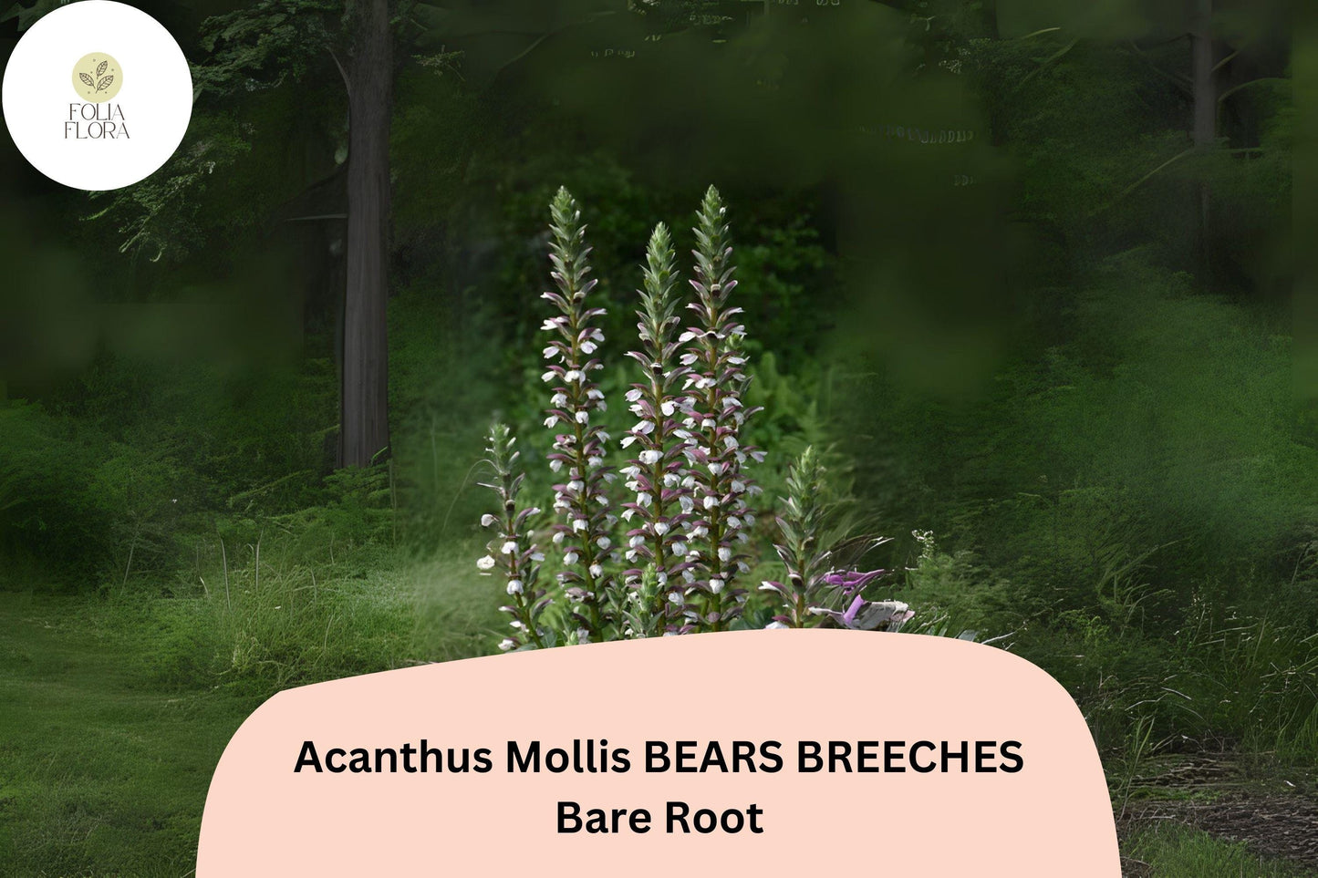 Acanthus mollis Bear's Breeches Live Plant | 6" Purple White Flower Perennial | Hardy Ornamental Foliage for Garden