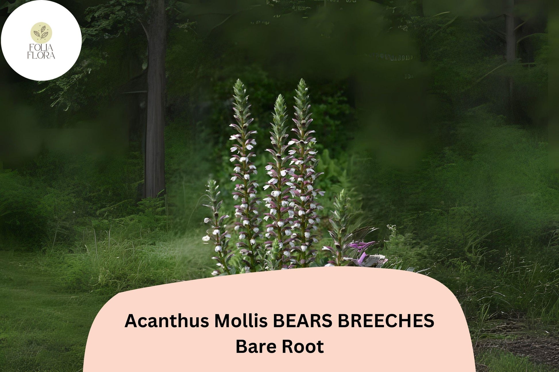 Acanthus mollis Bear's Breeches Live Plant | 6" Purple White Flower Perennial | Hardy Ornamental Foliage for Garden