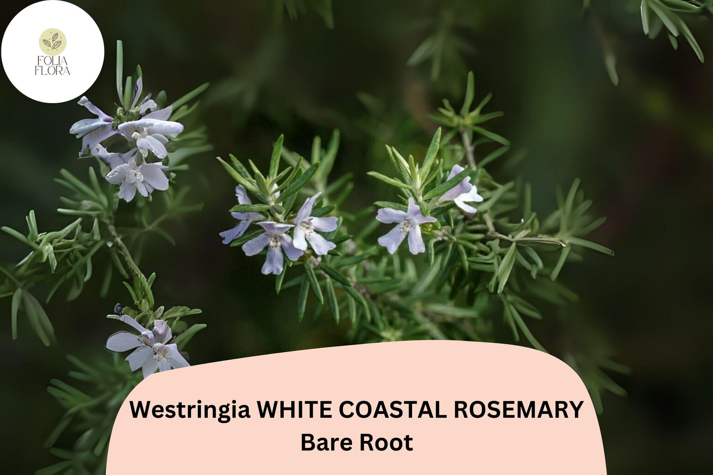 Westringia White Coastal Rosemary | 1 Live 6-12" Rooted Flowering Shrub Plant | Westringia fruticosa | Drought-Tolerant Evergreen