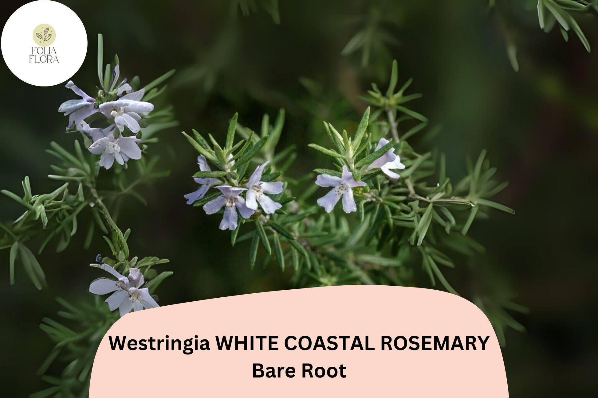 Westringia White Coastal Rosemary | 1 Live 6-12" Rooted Flowering Shrub Plant | Westringia fruticosa | Drought-Tolerant Evergreen