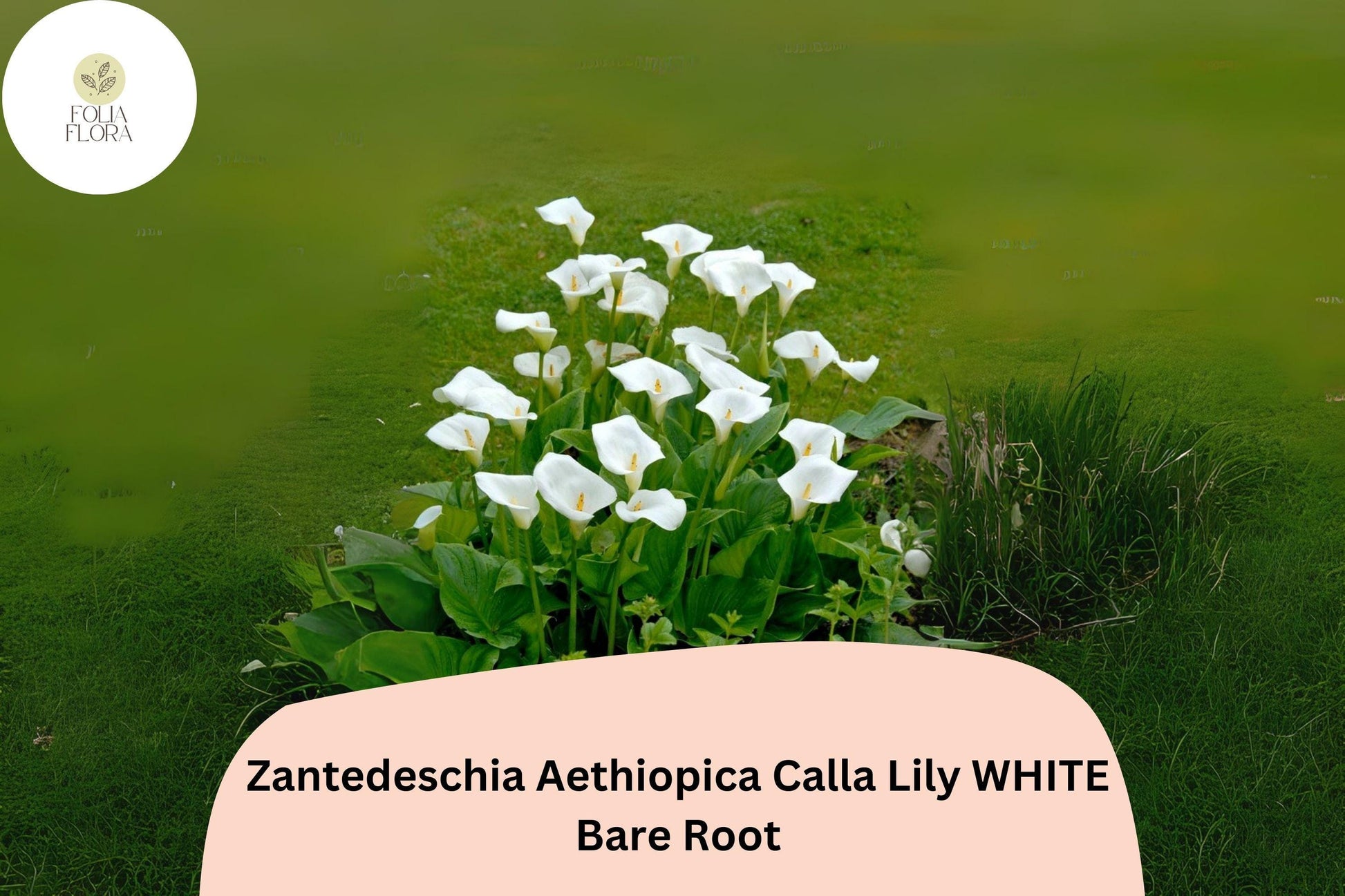 5 Live White Calla Lily Plants | Zantedeschia aethiopica | 2” Florist Quality | Elegant Trumpet-Shaped Blooms for Gardens & Containers