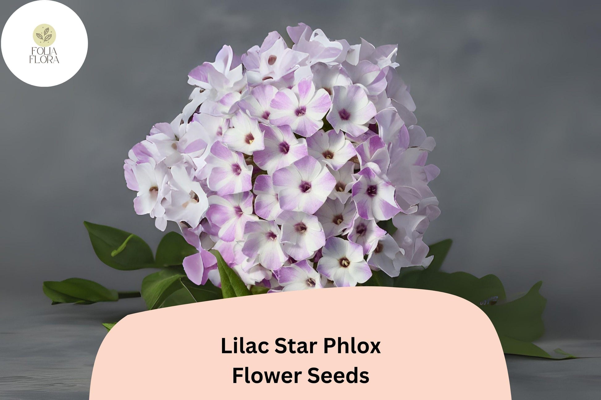 Lilac Star Phlox Seeds - 100+ Non-GMO Perennial Flower Seeds - Fragrant Lilac-Purple Blooms (Phlox paniculata)