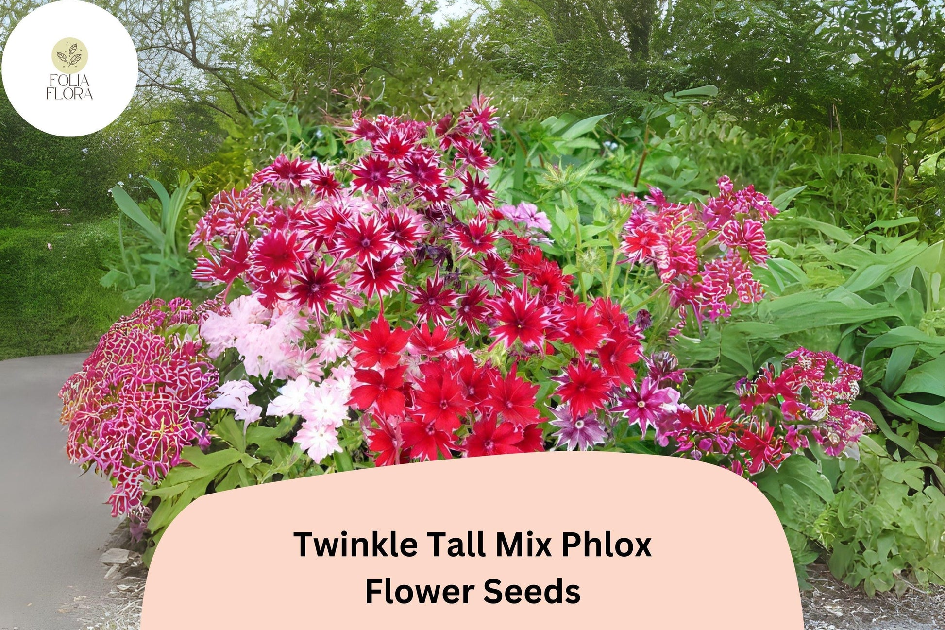 100+ Phlox Seeds - Twinkle Tall Mix, Colorful Star-Shaped Blooms, Annual Flower - Phlox drummondii