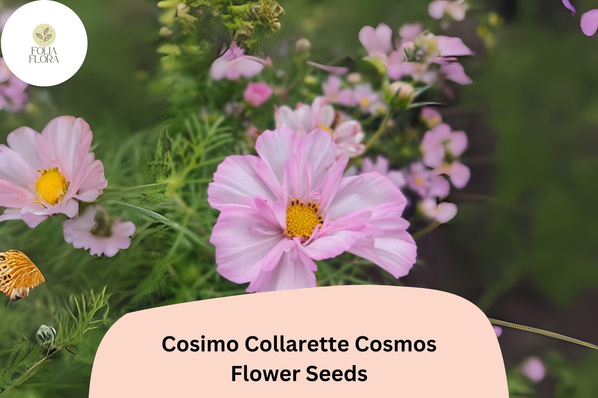 Cosmos Seeds - 200+ Cosimo Collarette - Semi-Double Blooms - Cosmos bipinnatus ‘Cosimo Collarette’ - Easy to Grow, Pollinator Friendly