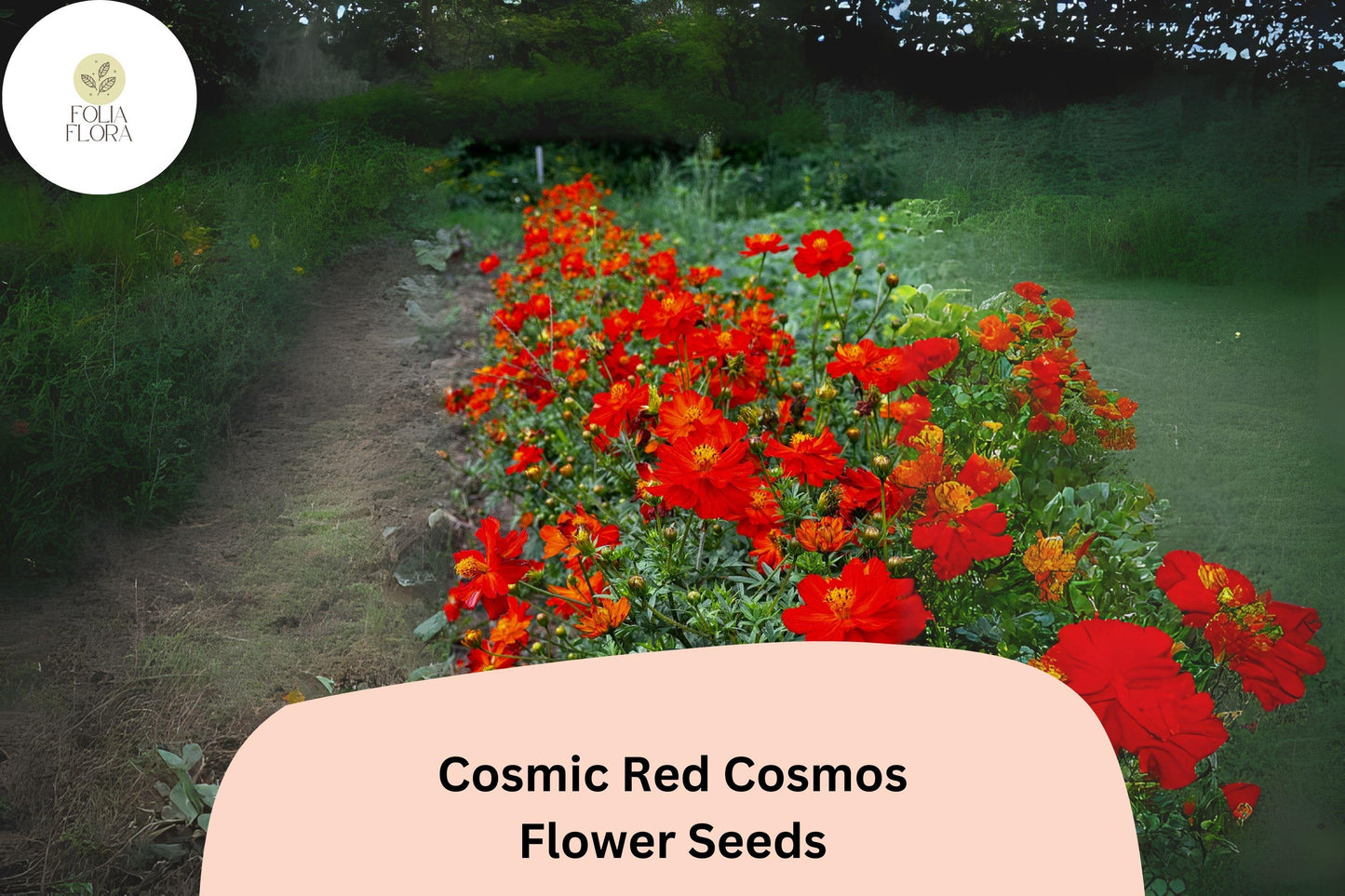 200+ Cosmic Red Cosmos Seeds | Bright Red Annual Flower | Cosmos sulphureus ‘Cosmic Red’ | Drought Tolerant, Easy to Grow