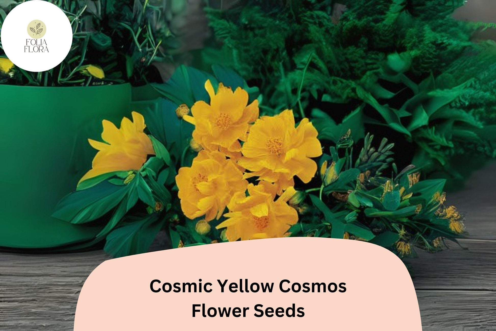 Cosmic Yellow Cosmos Seeds (200+) | Golden-Yellow Blooms | Cosmos sulphureus ‘Cosmic Yellow’ | Heat & Drought Tolerant Annual
