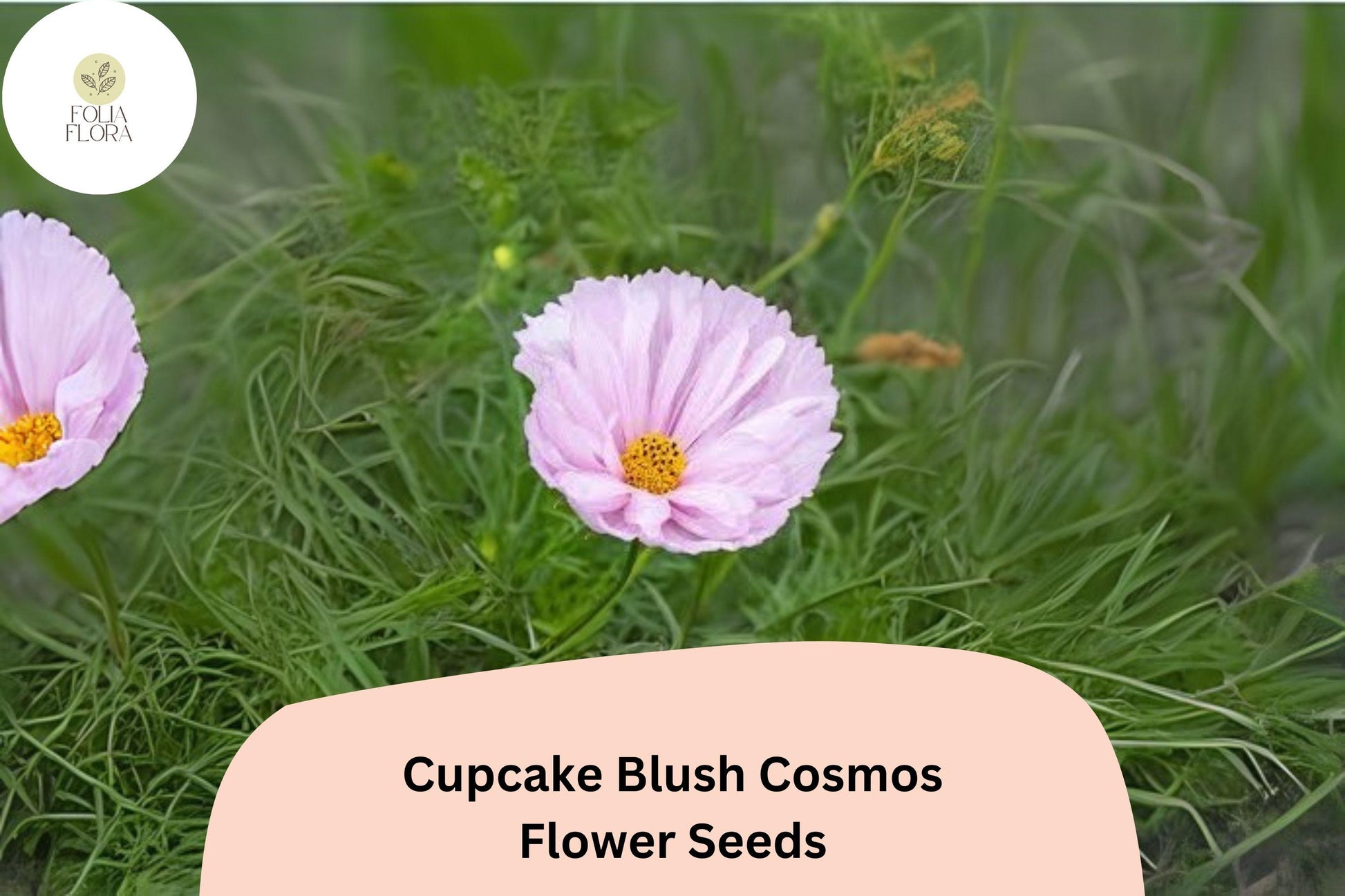 Cupcake Blush Cosmos Seeds - 200+ Soft Pink Flower Seeds - Cosmos bipinnatus 'Cupcake Blush' - Easy Annual for Gardens and Pollinators