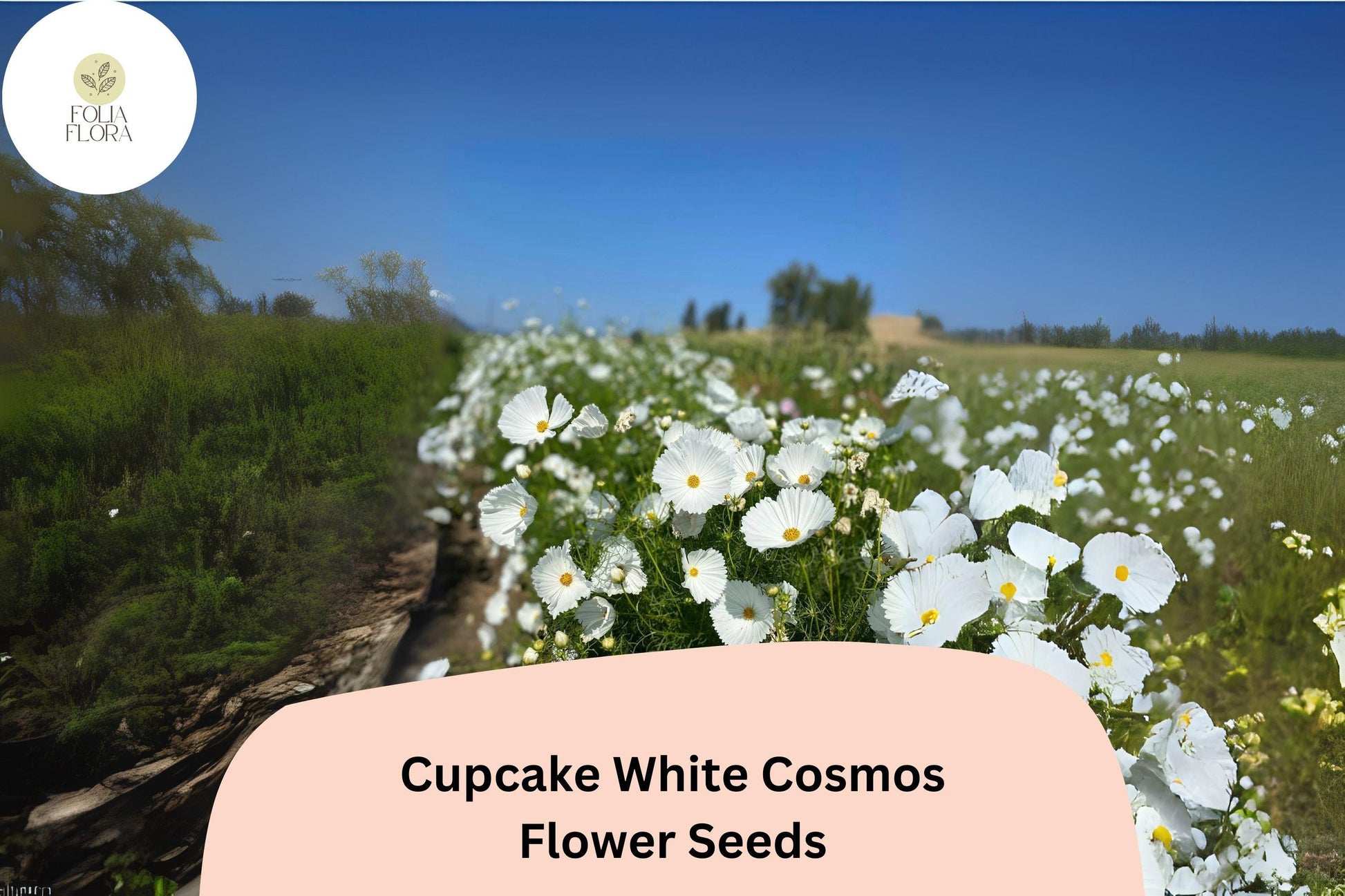 Cupcake White Cosmos Seeds | 200+ Semi-Double White Blooms | Cosmos bipinnatus ‘Cupcake White’ | Easy to Grow Annual