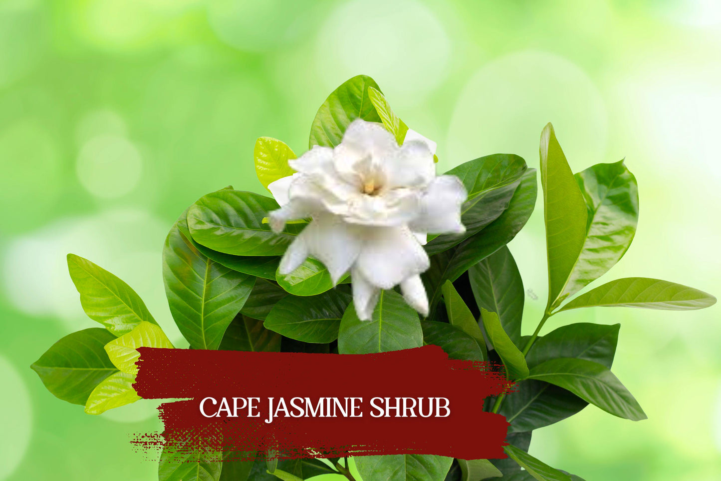 Heirloom Cape Jasmine Plants - Set of 2 White Fragrant Gardenias (Gardenia jasminoides) - 6" Rooted Cuttings for Garden Accents