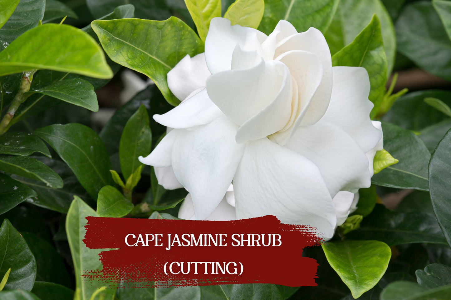Gardenia Cuttings | 7 Heirloom Cape Jasmine | Fragrant White Flowers | Gardenia jasminoides | Perfect for Propagation