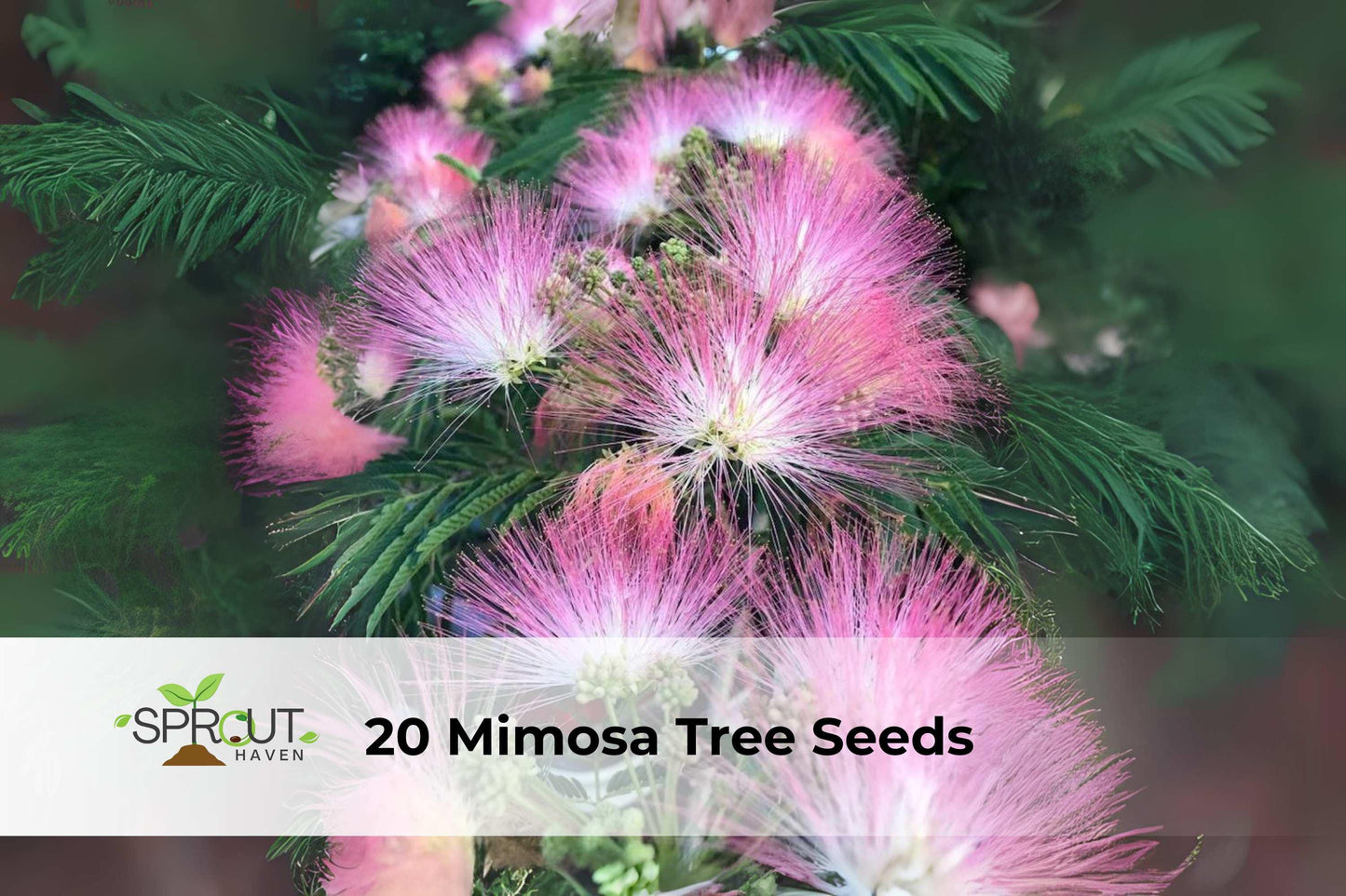 Mimosa Tree Seeds - 20 Count Pink Silk Tree (Albizia julibrissin) - Fast-Growing, Drought Tolerant, Attracts Pollinators