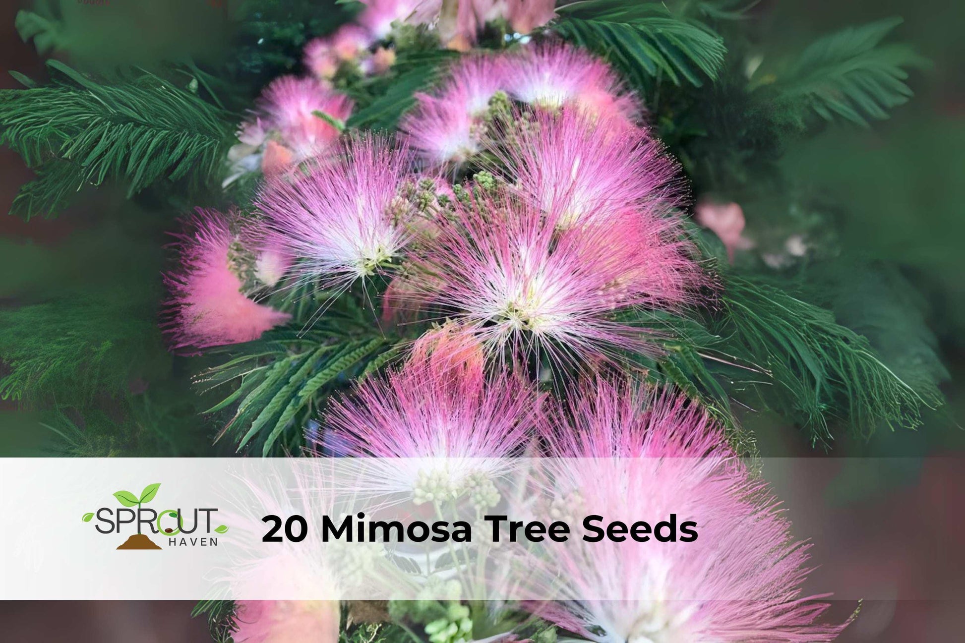 Mimosa Tree Seeds - 20 Count Pink Silk Tree (Albizia julibrissin) - Fast-Growing, Drought Tolerant, Attracts Pollinators