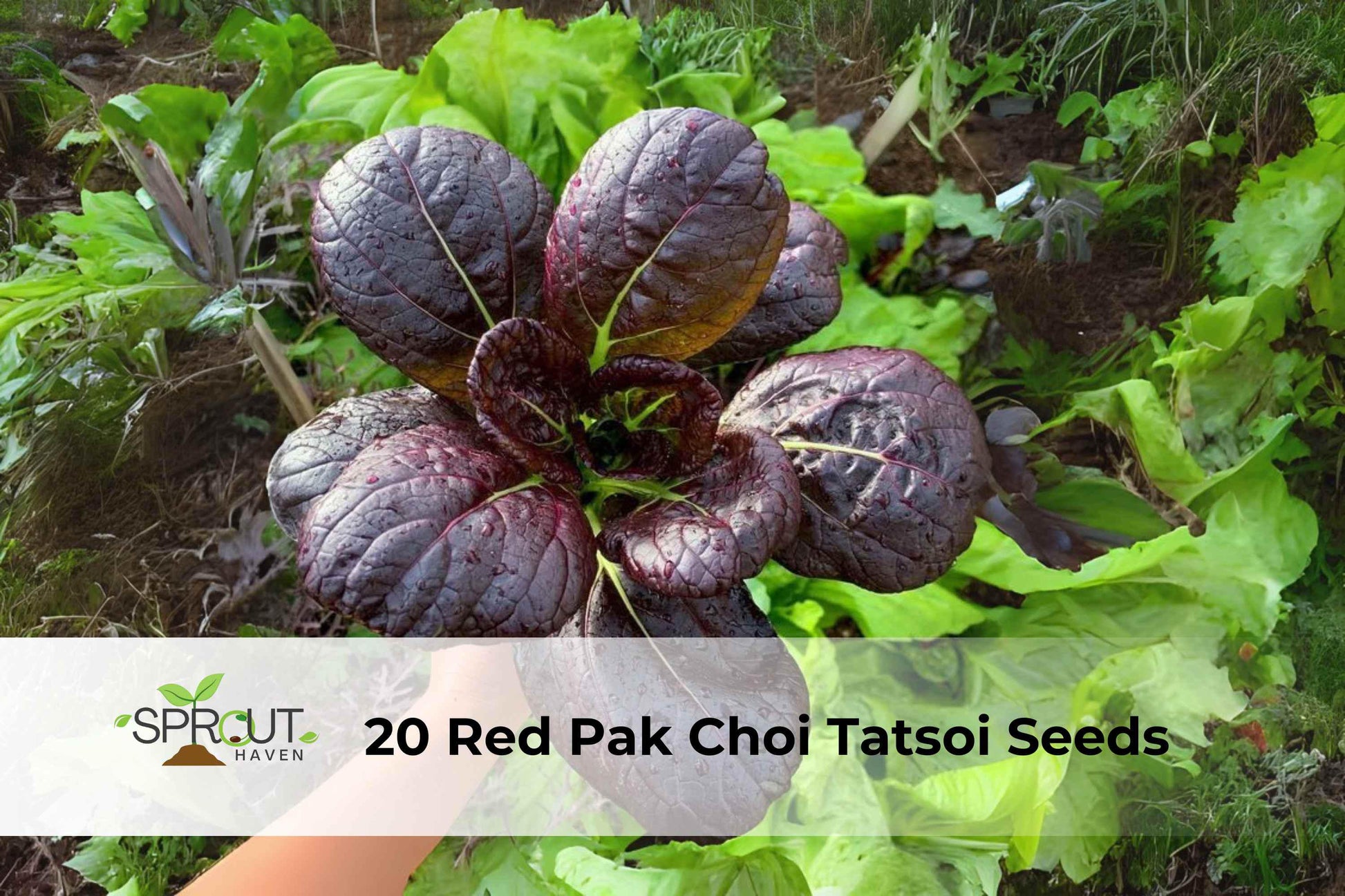 Red Pak Choi & Tatsoi Seeds - 20 Count Asian Greens Mix - Brassica rapa Varieties for Fast-Growing Edible Leafy Vegetables