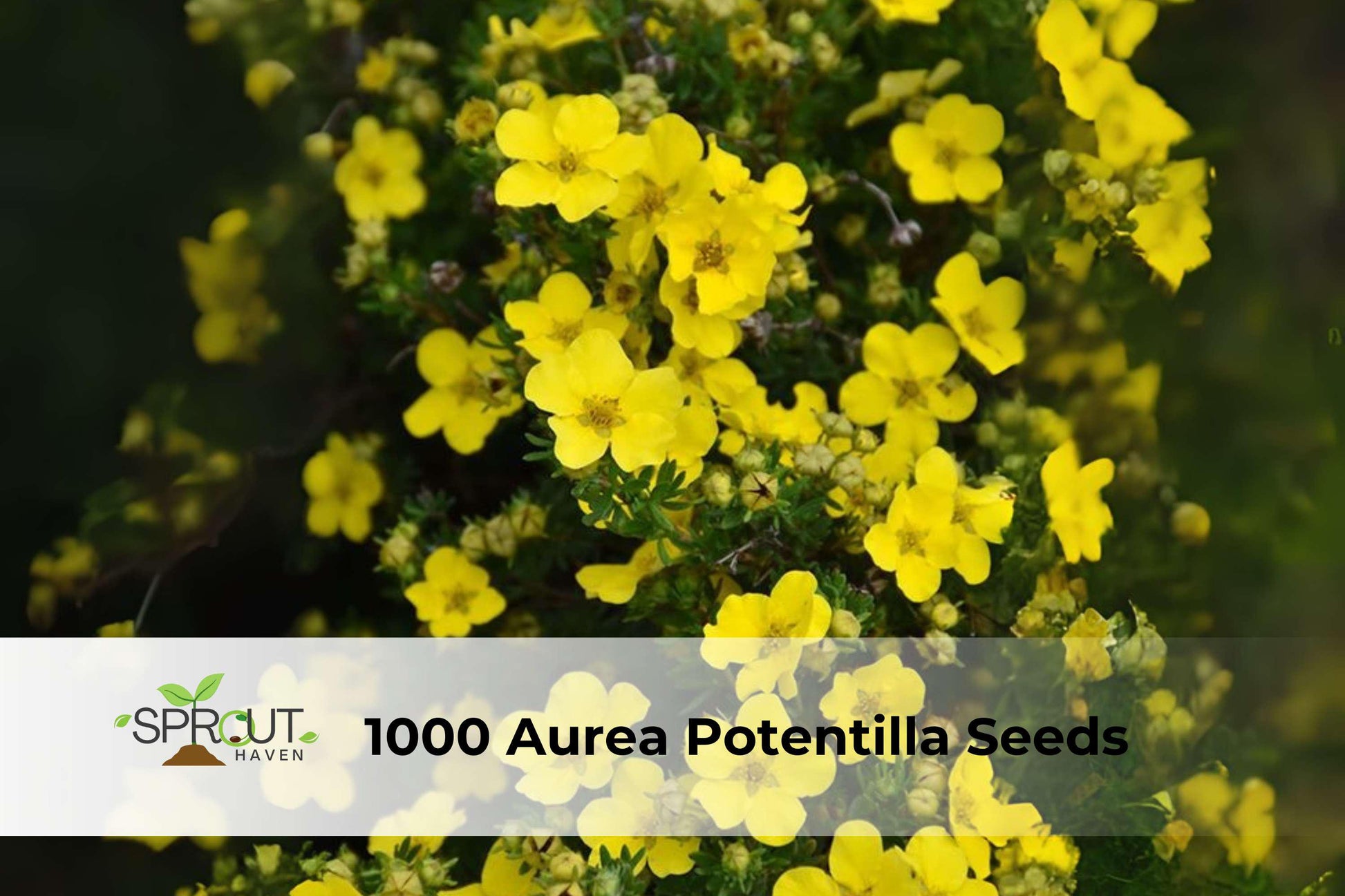 1000 Potentilla Aurea Seeds | Golden Cinquefoil Perennial Groundcover | Yellow Cottage Garden Flowers