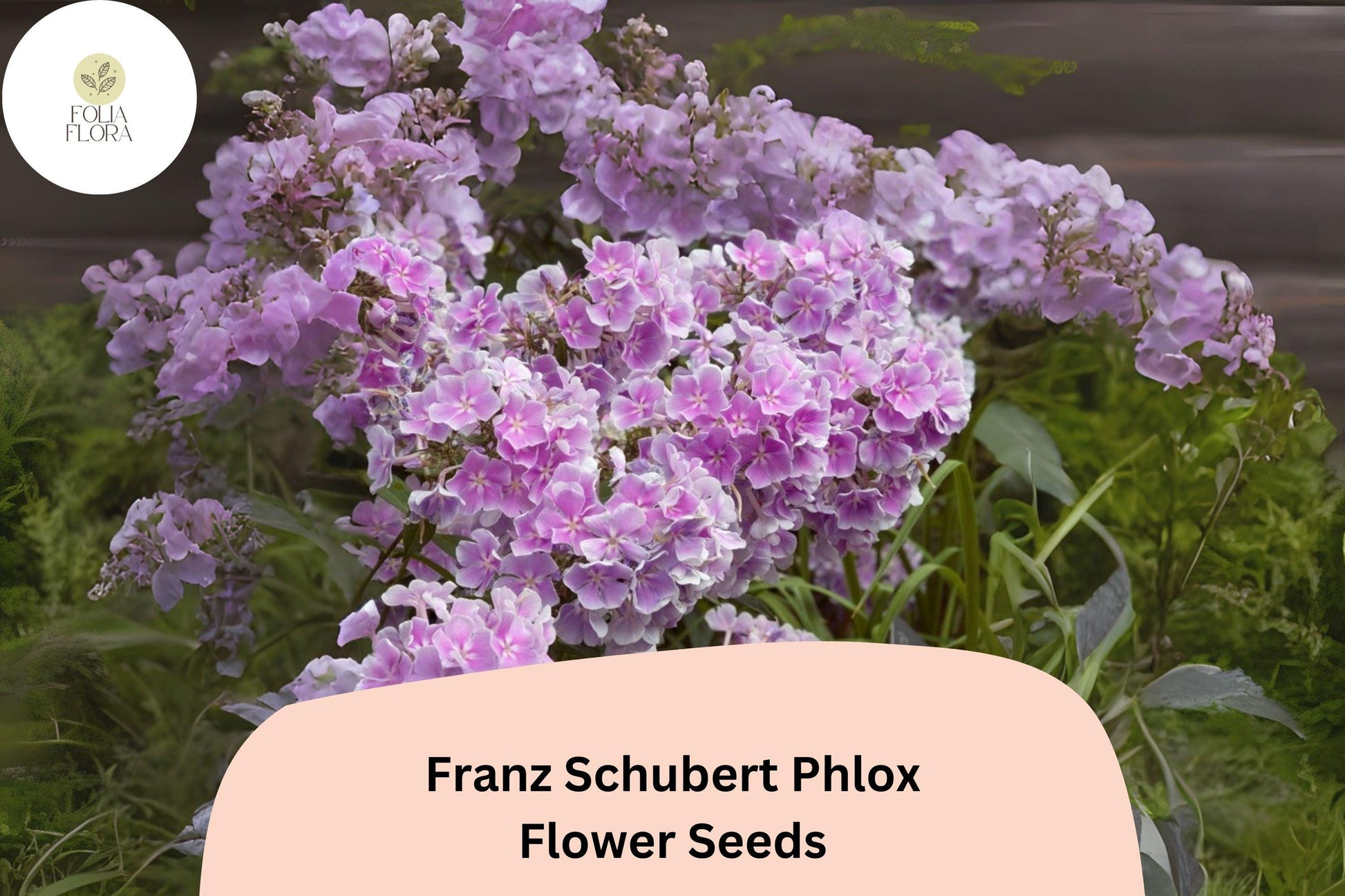 Phlox Seeds - 100+ Soft Lavender Pink Blooms - Phlox paniculata - Perennial Garden Plant - Attracts Butterflies & Hummingbirds