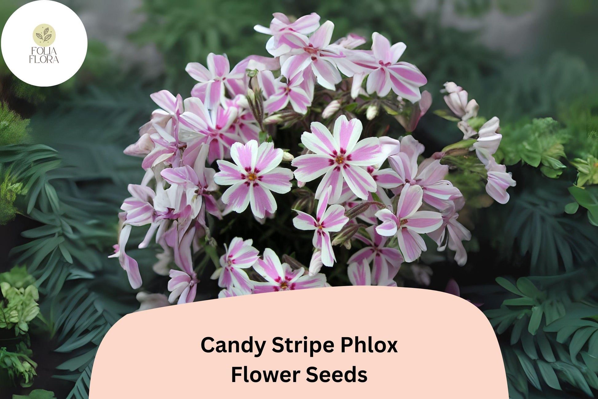 Candy Stripe Phlox Seeds – 100+ Non-GMO Pink & White Ground Cover Flowers (Phlox subulata) for Full Sun, Perennial Garden