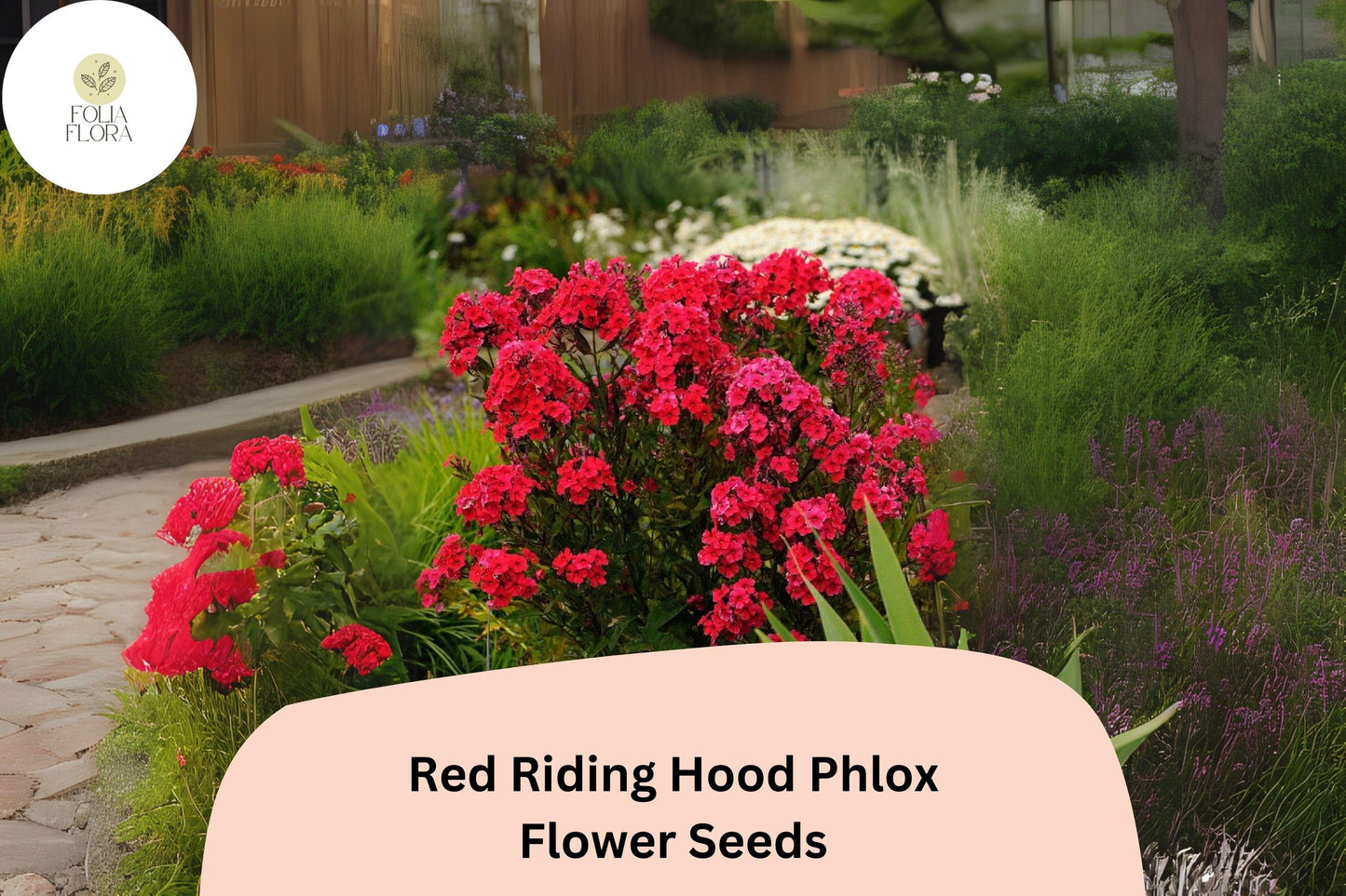 Red Riding Hood Phlox Seeds - 100+ Bright Red Perennial Flower Seeds - Phlox paniculata - Attracts Butterflies & Hummingbirds