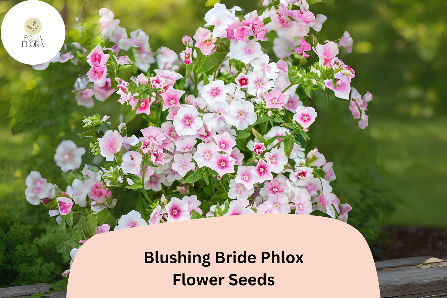 Blushing Bride Phlox Seeds - 100+ Soft Pink Perennial Flowers - Phlox paniculata - Attracts Butterflies & Hummingbirds