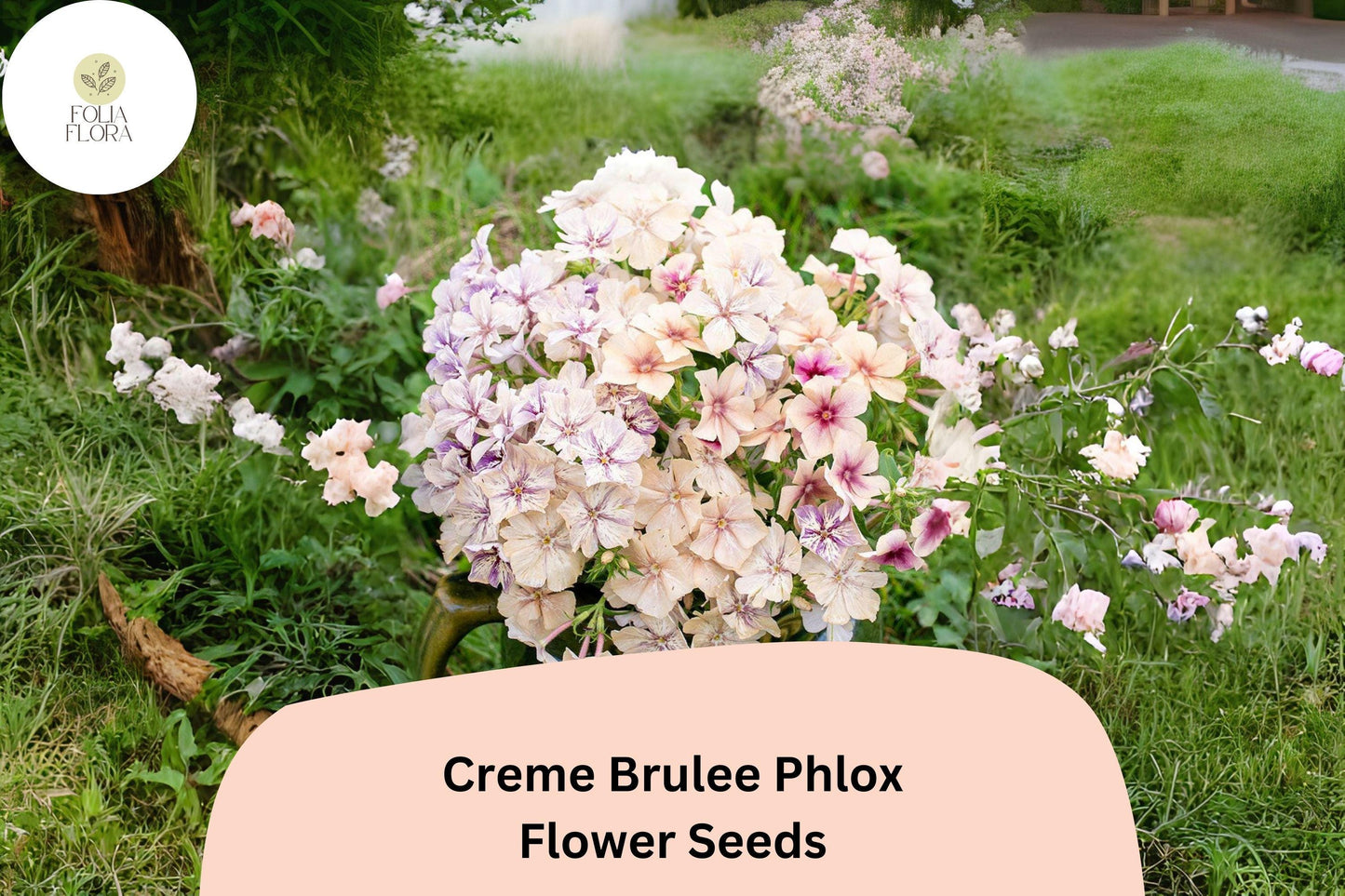 Crème Brulee Phlox Seeds - 100+ Creamy Yellow Annual Flower Seeds (Phlox drummondii) for Gardens, Borders & Containers