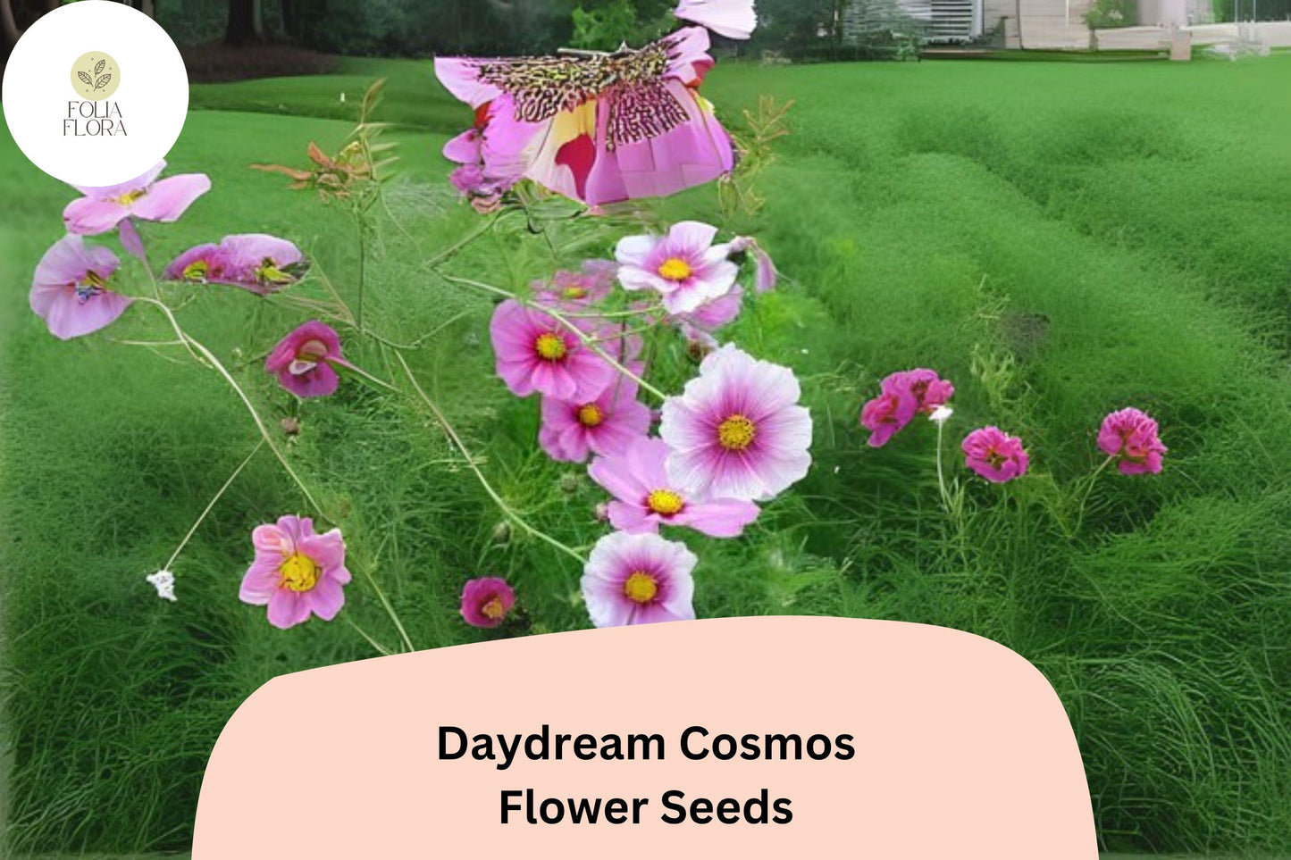 Daydream Cosmos Seeds | 200+ Bicolor Pink & White Annual Flower Seeds | Cosmos bipinnatus ‘Daydream’