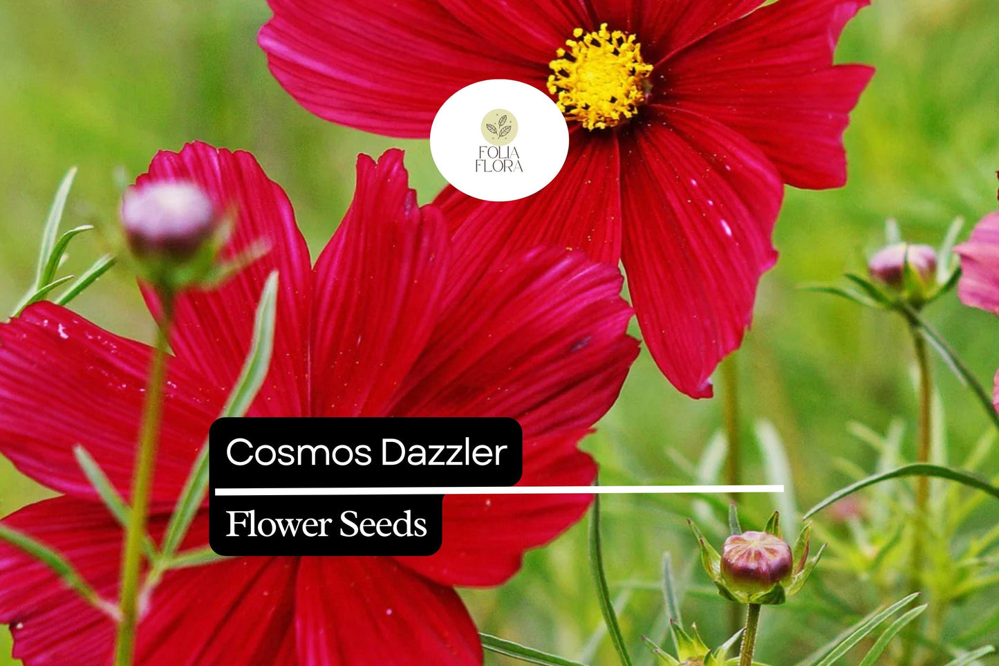 200+ Dazzler Cosmos Flower Seeds | Magenta-Red, Pollinator-Friendly | Cosmos bipinnatus | Easy to Grow Annuals