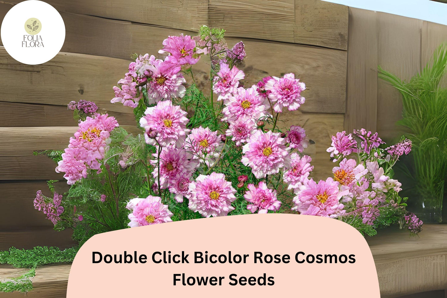 Double Click Bicolor Rose Cosmos Seeds | 200+ Pink & White Flower Seeds | Cosmos bipinnatus ‘Double Click Bicolor Rose’