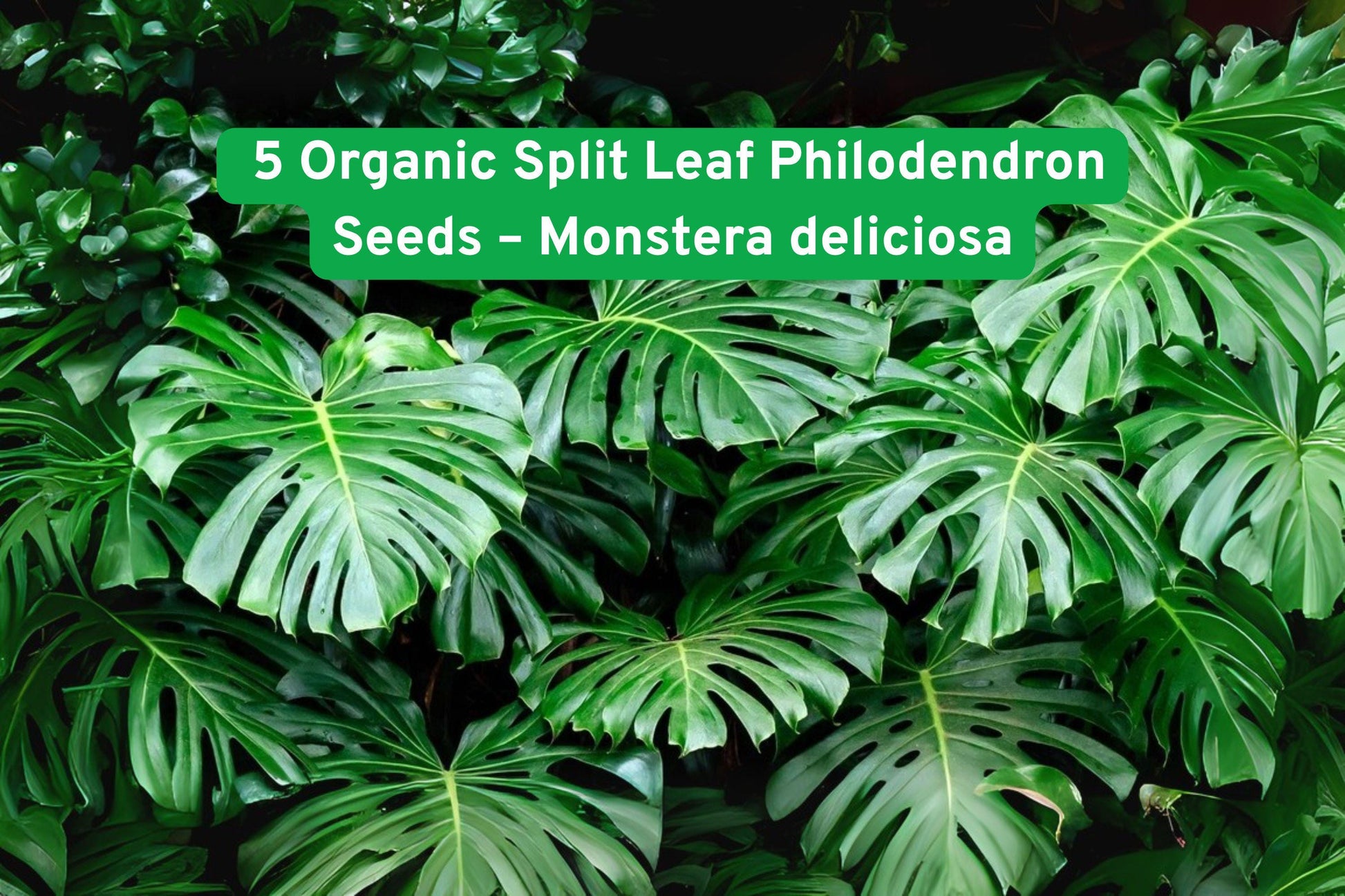 Organic Philodendron Seeds - 5 Count - Monstera deliciosa - Swiss Cheese Plant - Tropical Houseplant