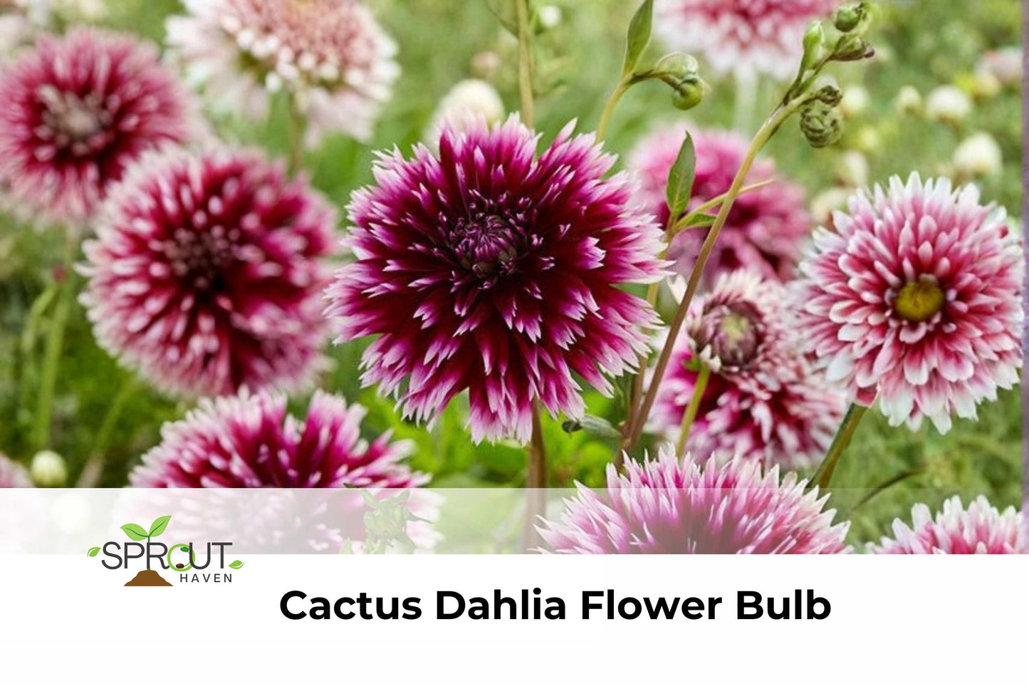 Alauna Clair Obscur Dahlia Tuber - Purple & White Cactus Flower Bulb - Dahlia hybrid for Summer Blooms, Perfect for Gardens